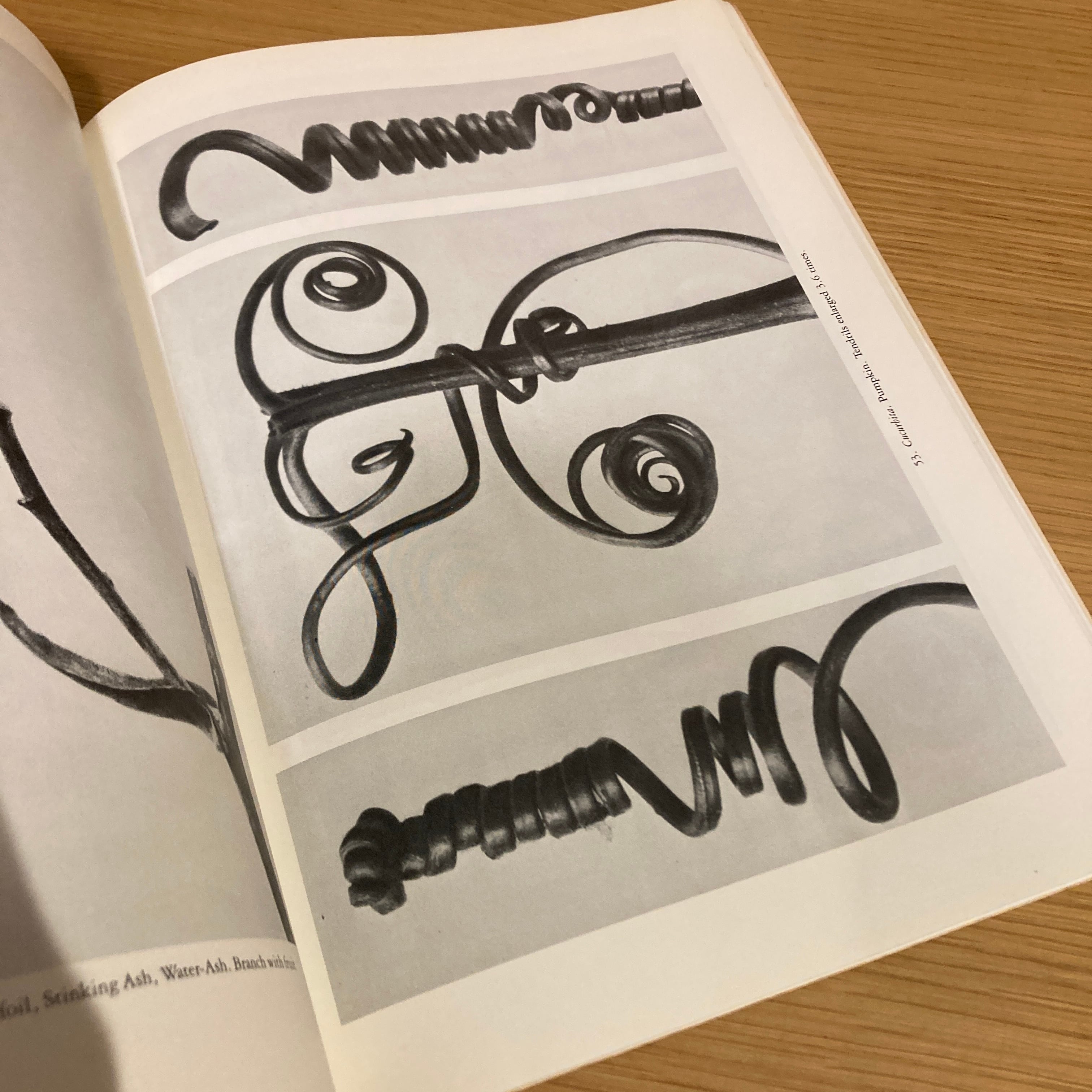 Art Forms in The Plant World / Karl Blossfeldt（カール・ブロス