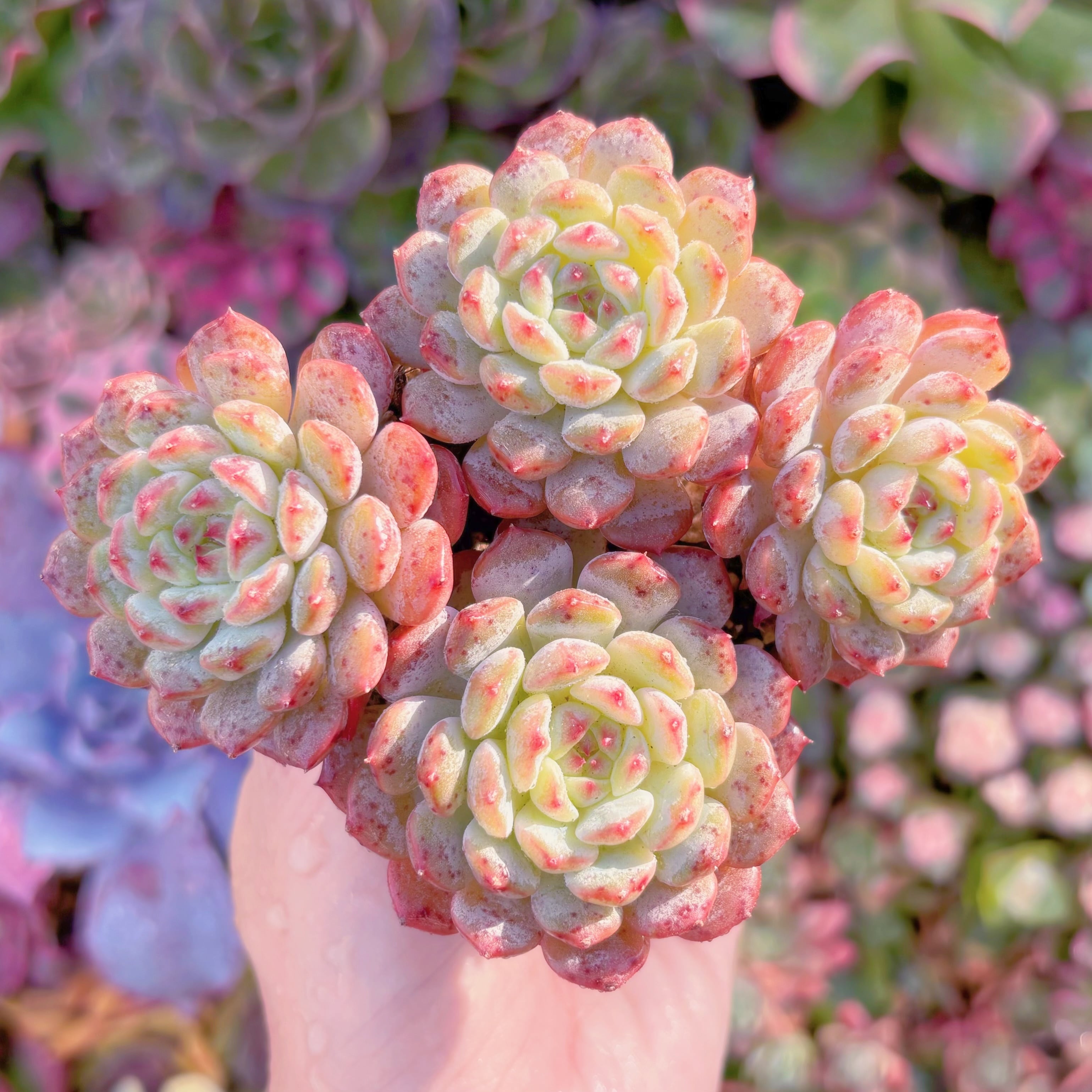 多肉植物　ハニ　3~4頭群生　新入荷　るる農園