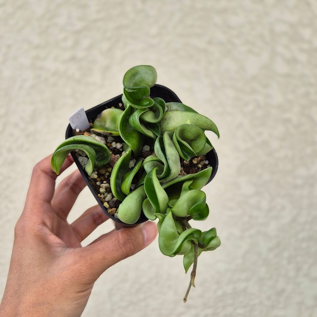 ③《ホヤ カルノーサ コンパクター》 Hoya carnosa 'Compacta' 観葉植物  ポット発送