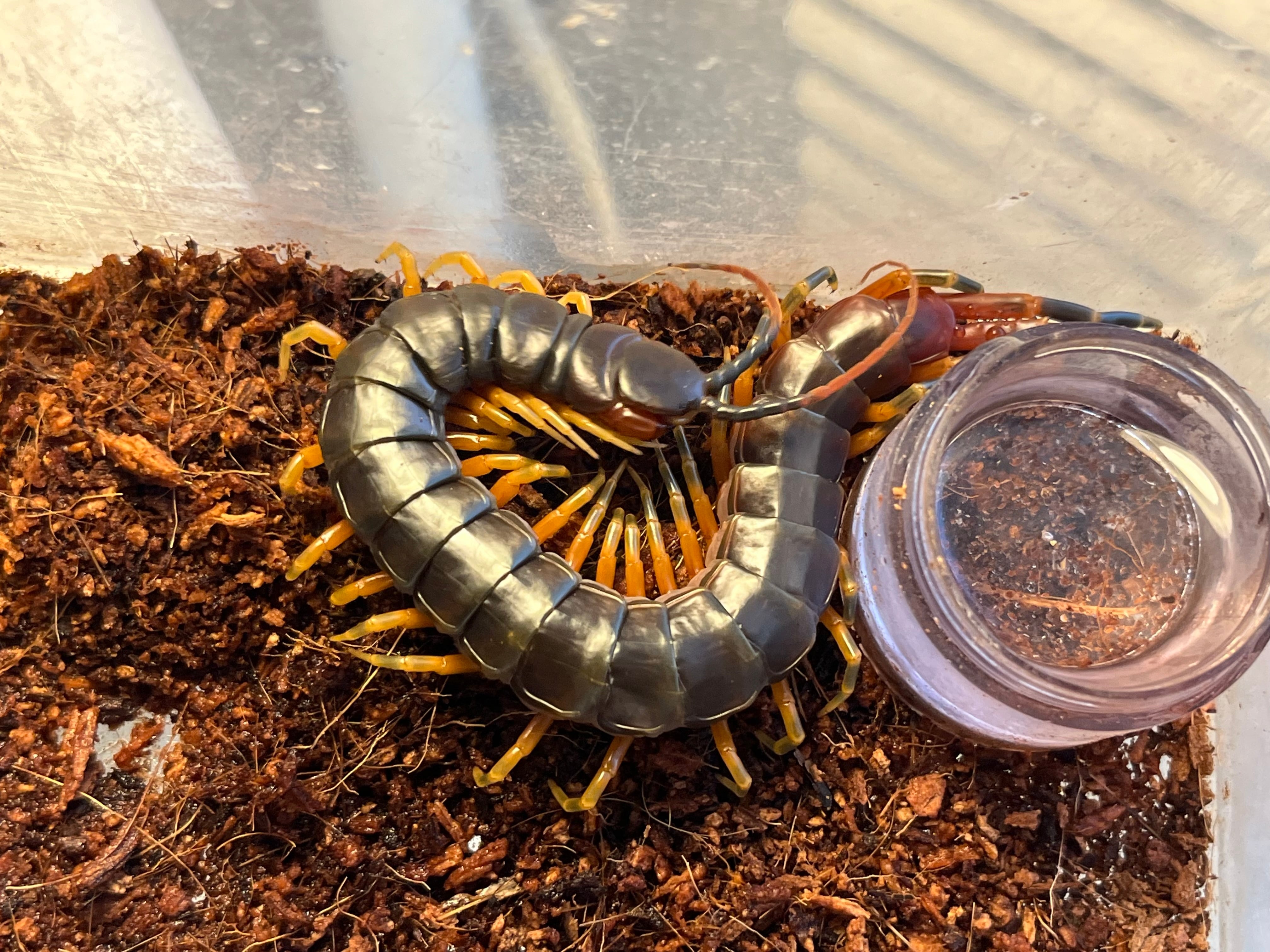 オータニ昆虫館　デカムカデ オータニ昆虫館 デカムカデ オータニ昆虫館デカムカデオオムカデ