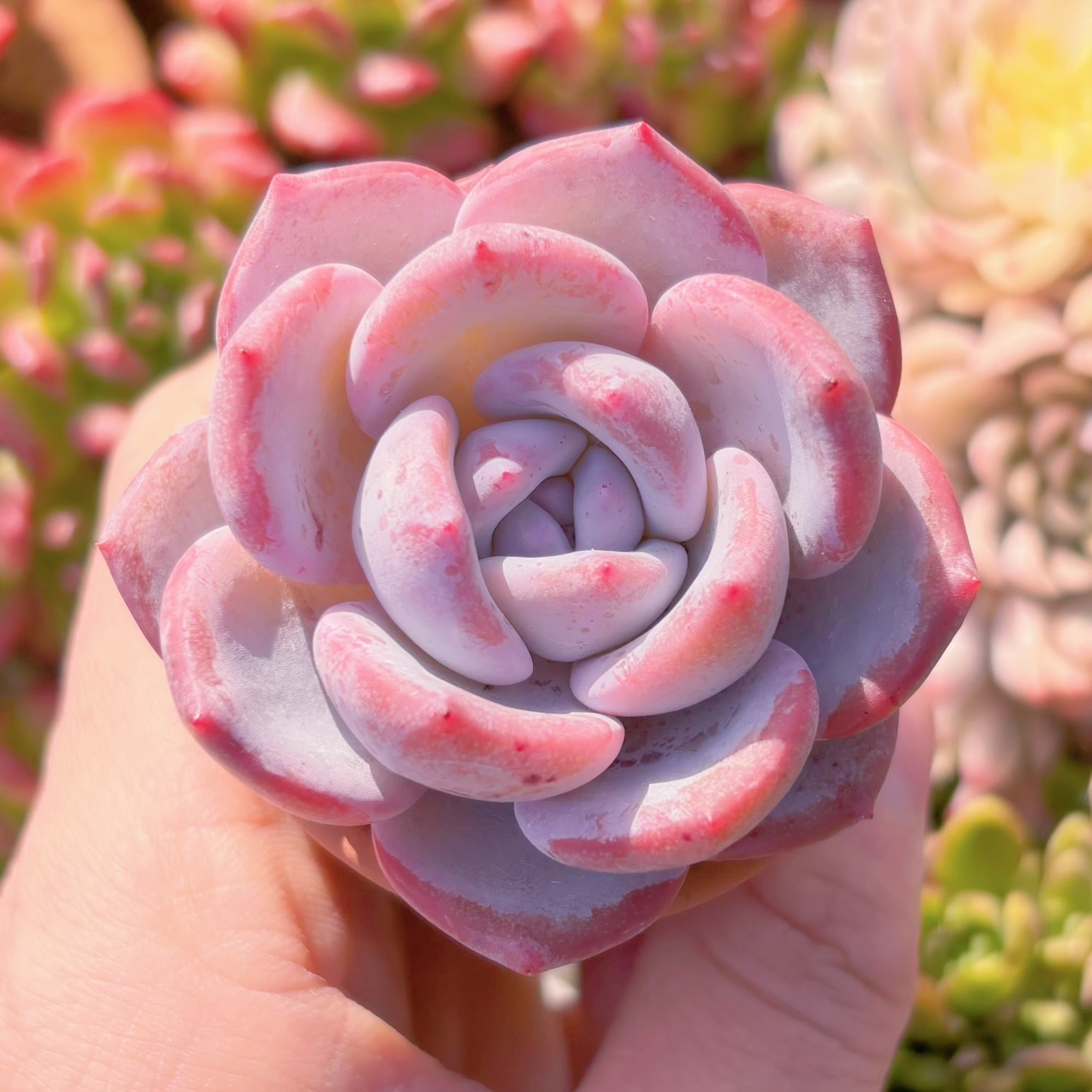 多肉植物 ミルクティー 新入荷 るる農園 | るる農園~多肉植物専門