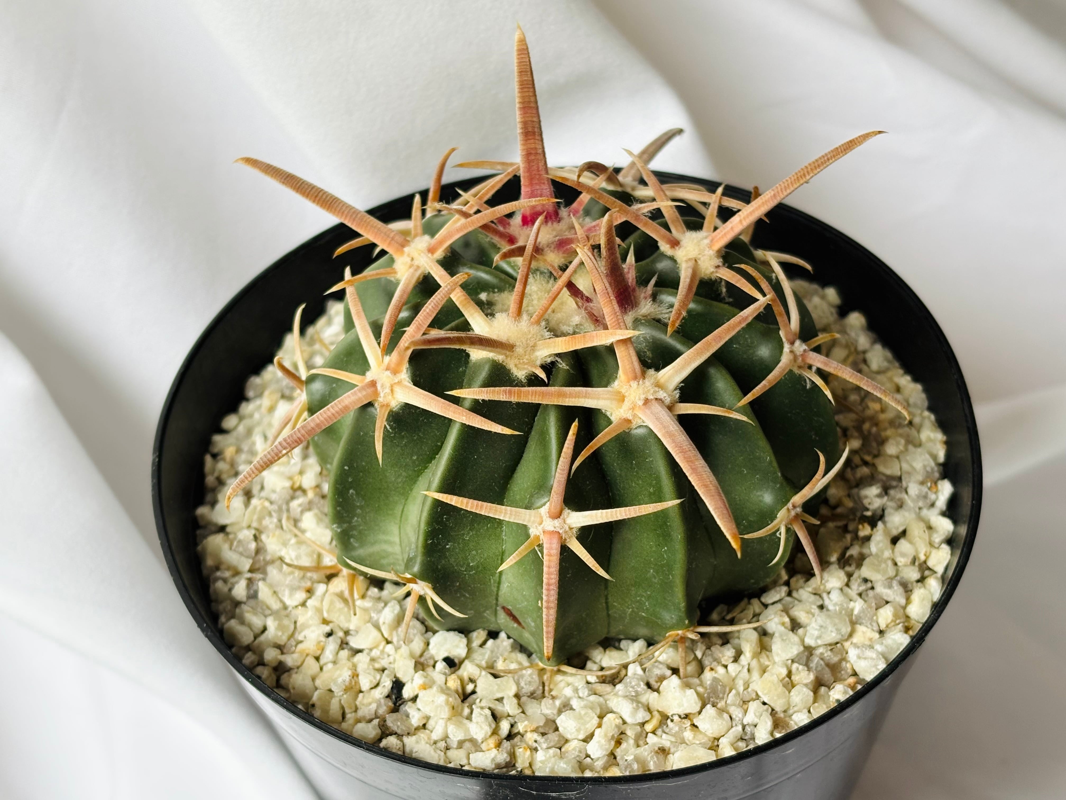 Echinocactus texensis エキノカクタス 綾波 王綾波 サボテン | plants