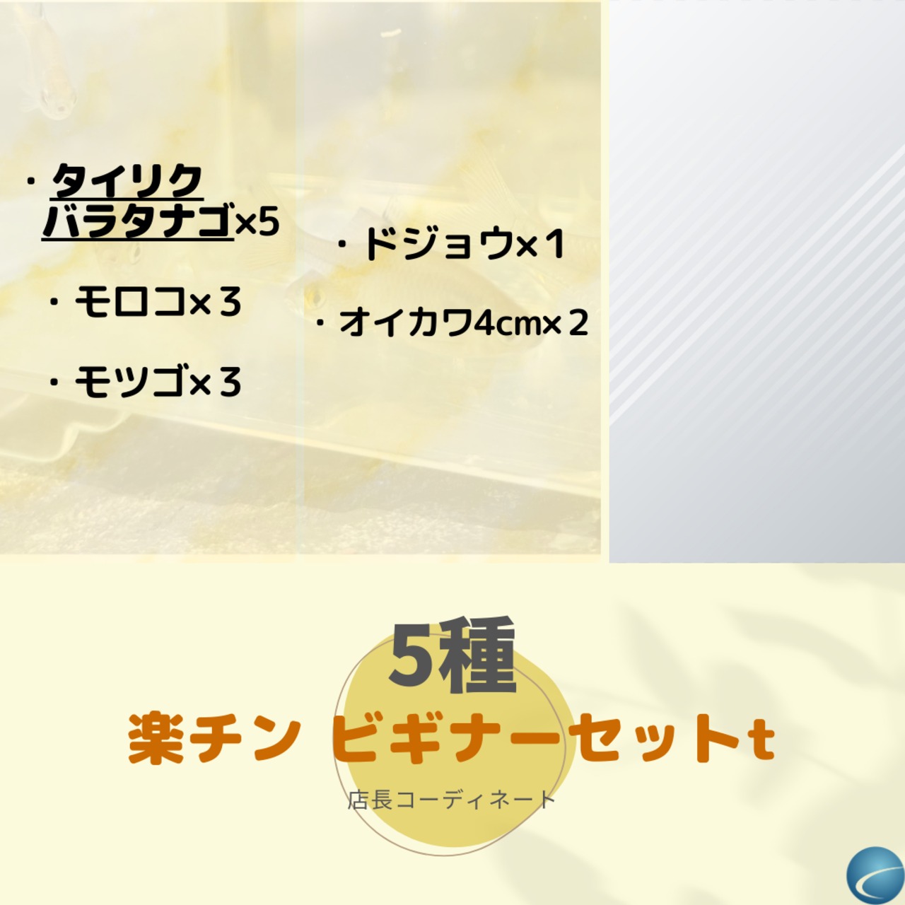 （川魚　5種）楽チン・ビギナーセットt（タイリクバラタナゴ）【生体】
