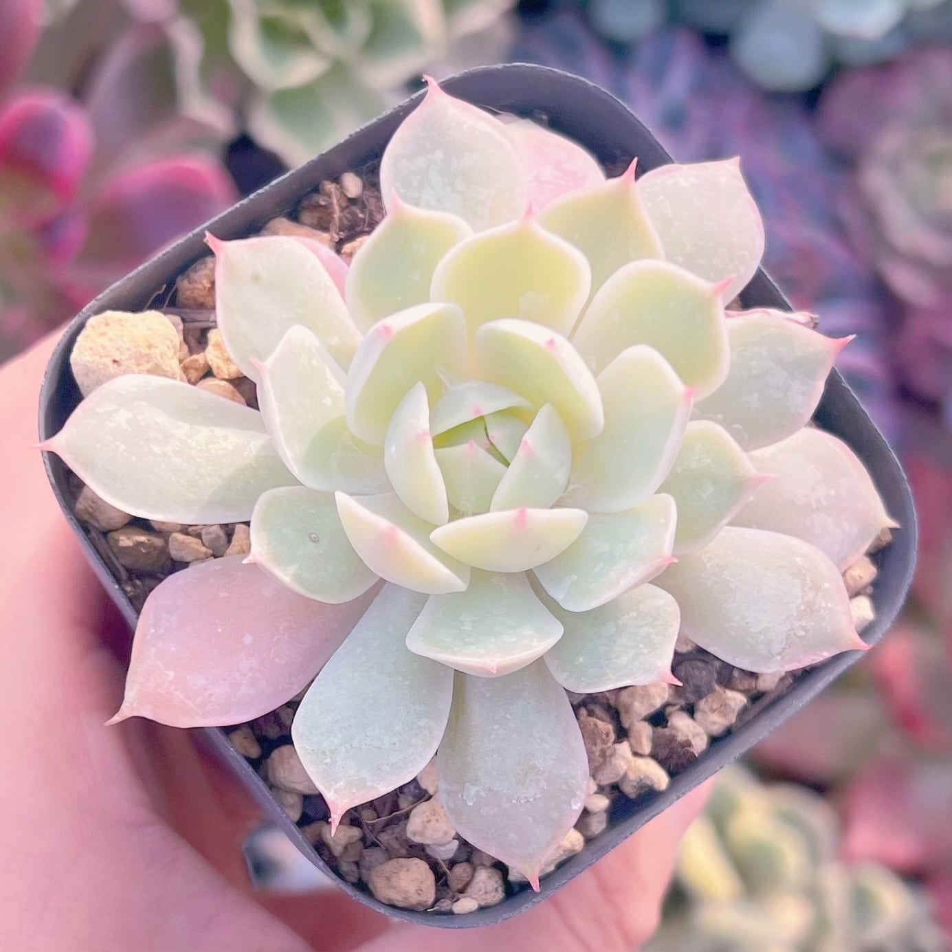 現品　ピンクエコー#662    古株   るる農園