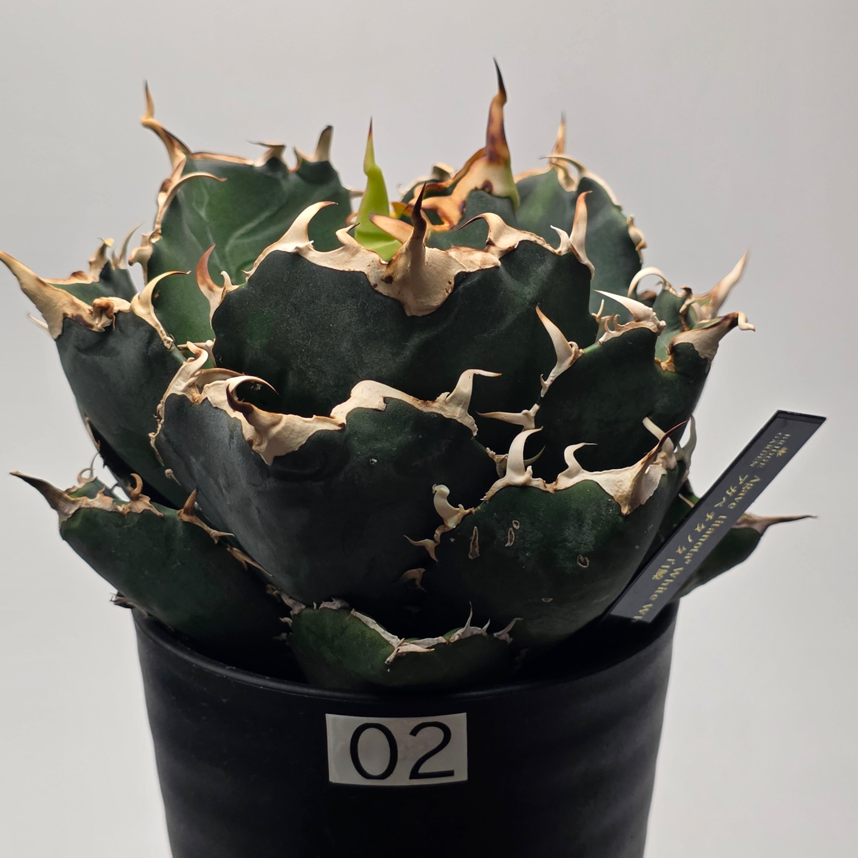 アガベ チタノタ 白鯨 (Agave titanota 'Hakugei') | BRIDGE GARDEN