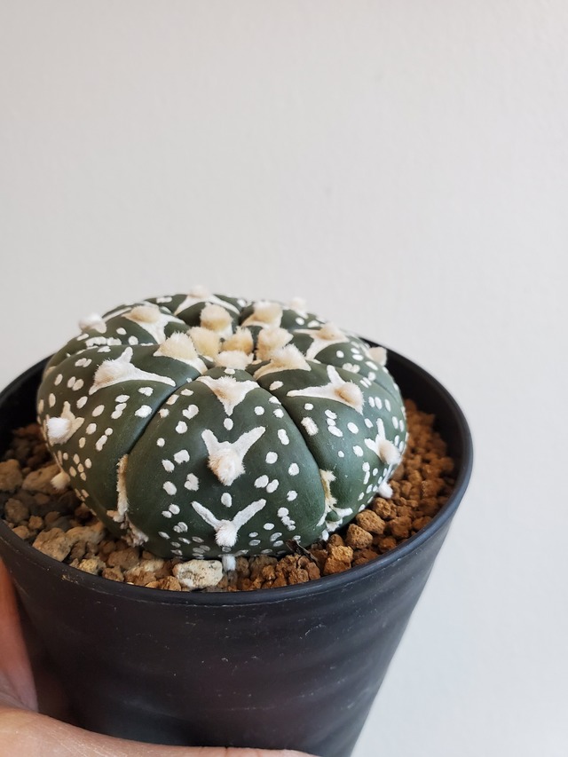Astrophytum asterias 　アロータイプ【artPLANTs】アストロフィツム スーパー兜