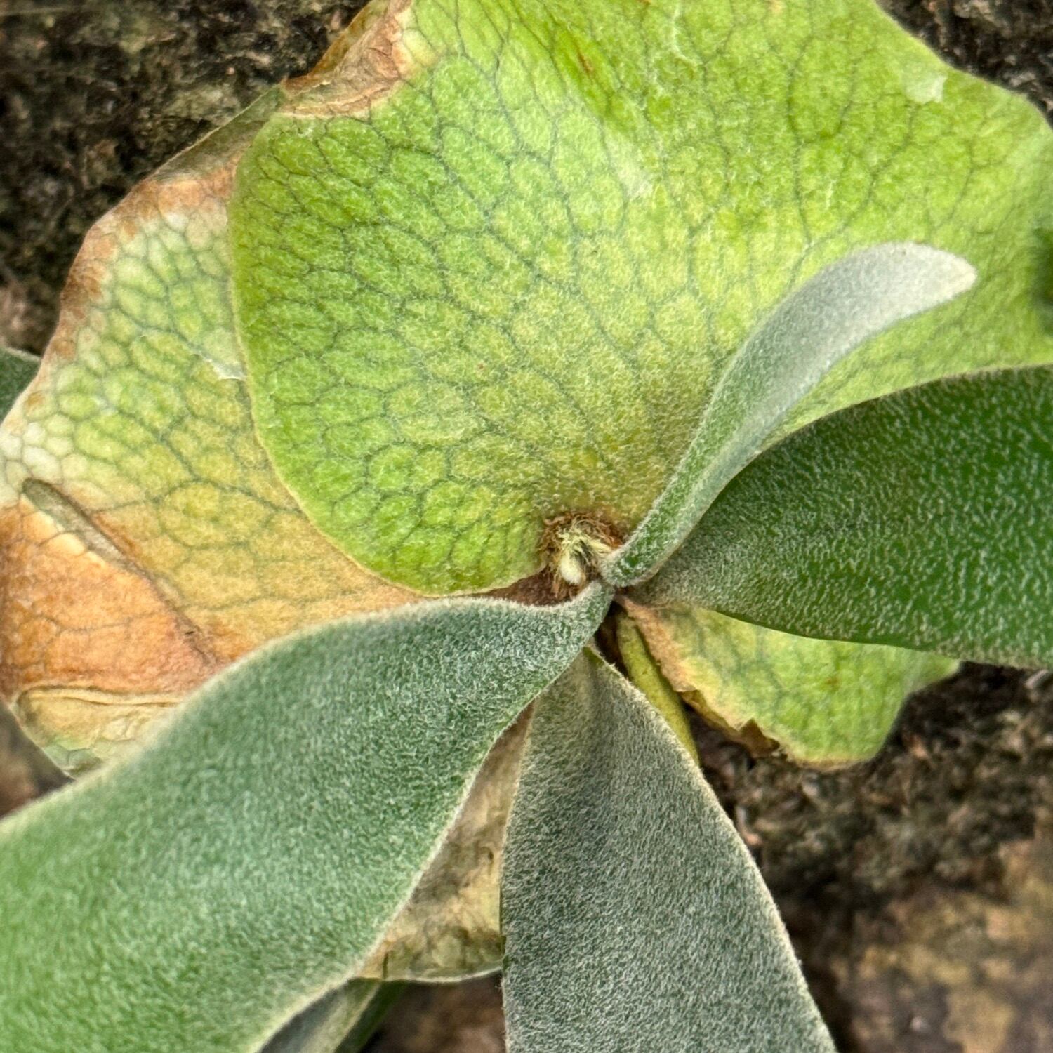 ビカクシダ Platycerium veitchii 板付け【933】 | PROTOLEAF プロトリーフ