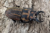 《ソウラニセネブト 16mm ♂♀♀トリオ》