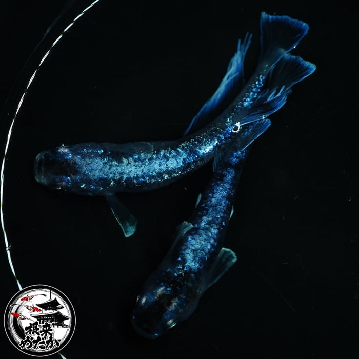 【1ペア】ラムネブルーオレオ　１ペア　カズーメダカ様直系