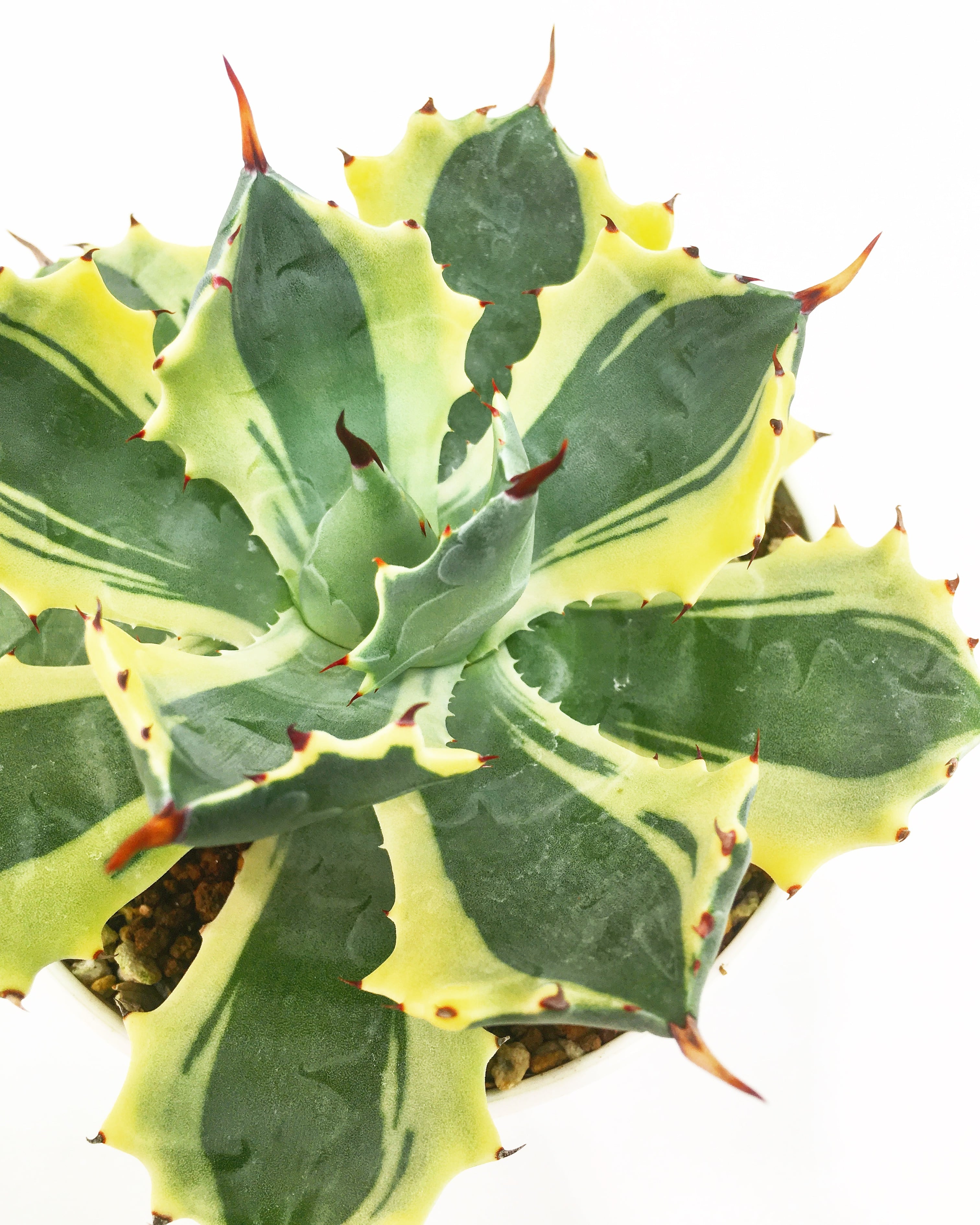 アガベ アトミックゴールド Agave isthmensis 'Atomic Gold