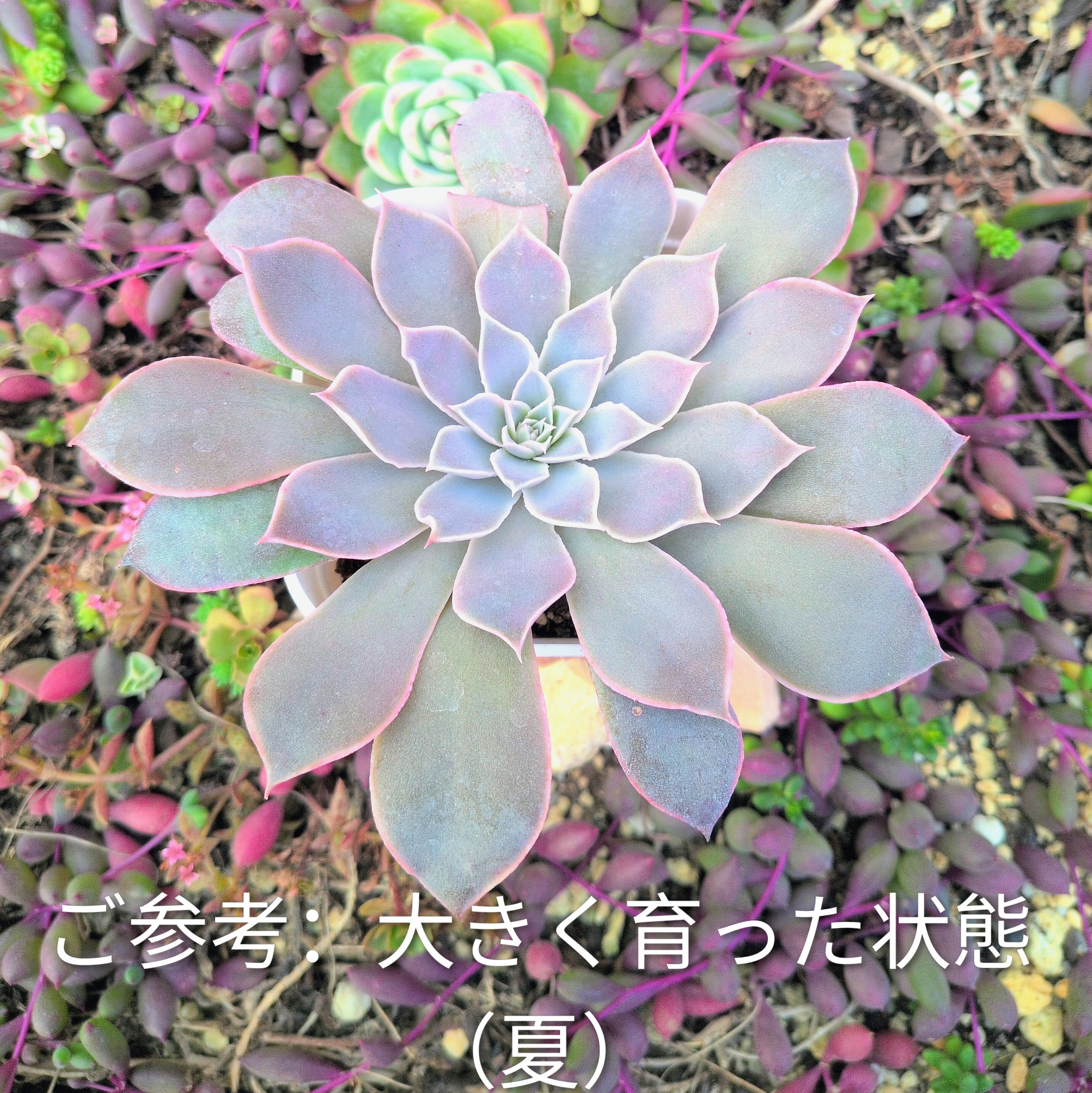 選抜前ST交配 エケベリア ディフラクテンス× ヒアリナ ラパス 実生苗