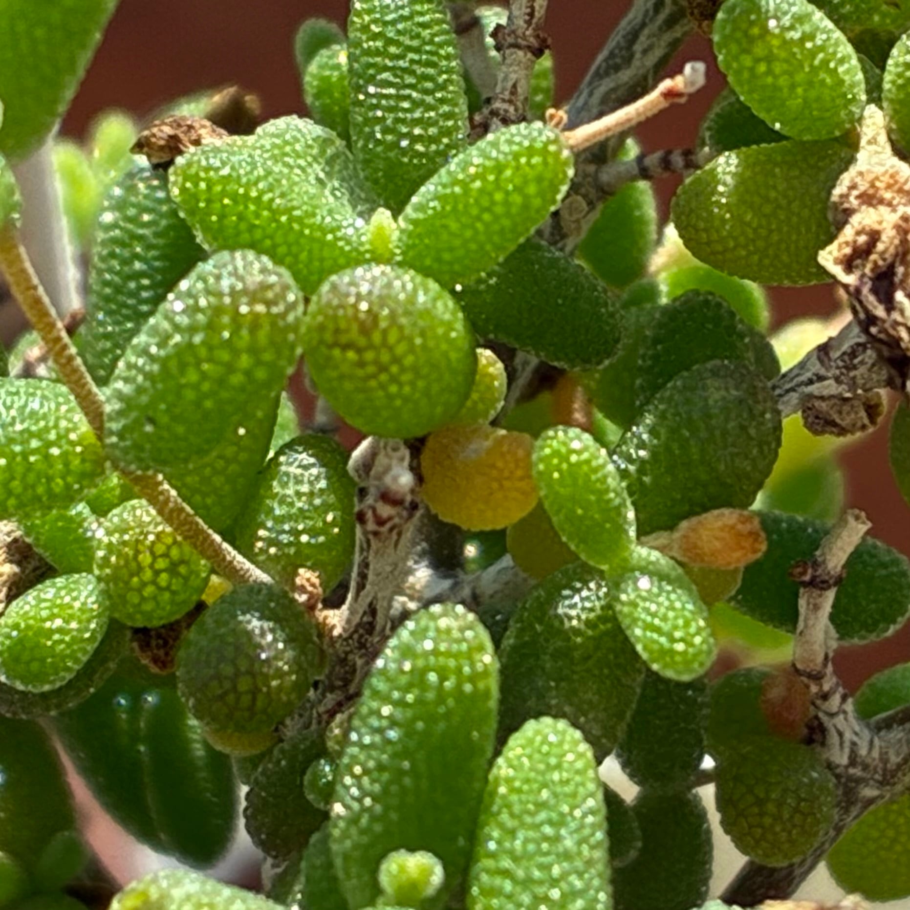 ハオルチア 花胡蝶 オブツーサ錦 | mocono_plants