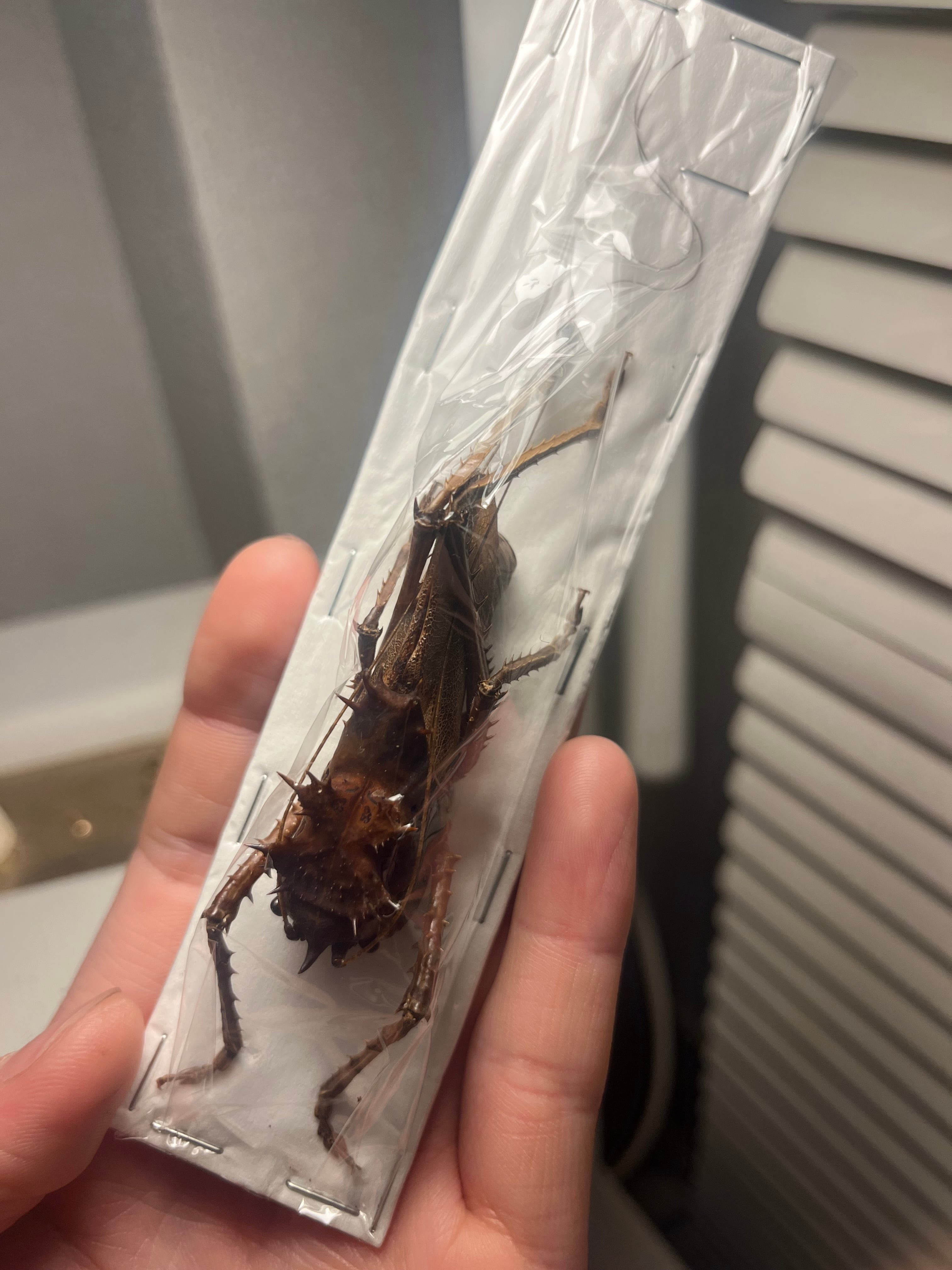 直翅類 | オモニキチュウ