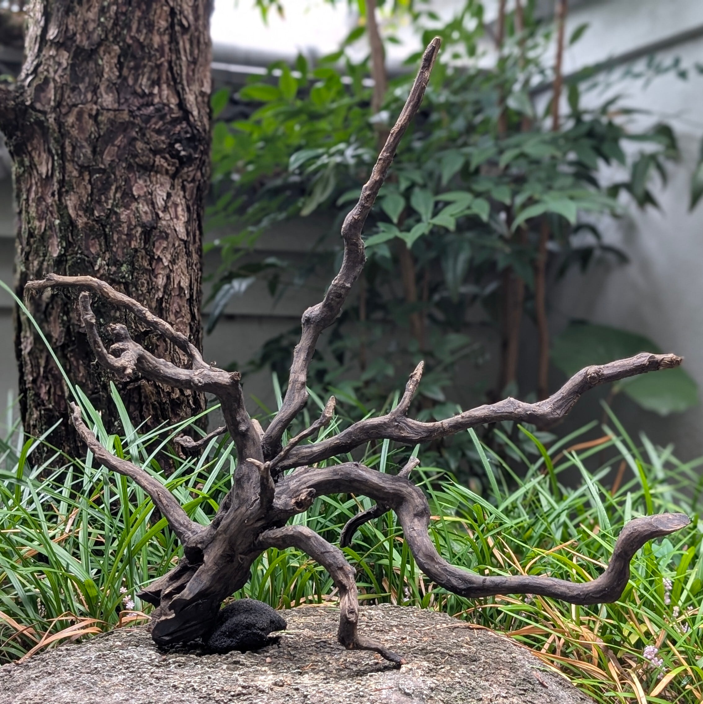 ブラックスマトラブランチウッド【BSB098】流木 アク抜き処理