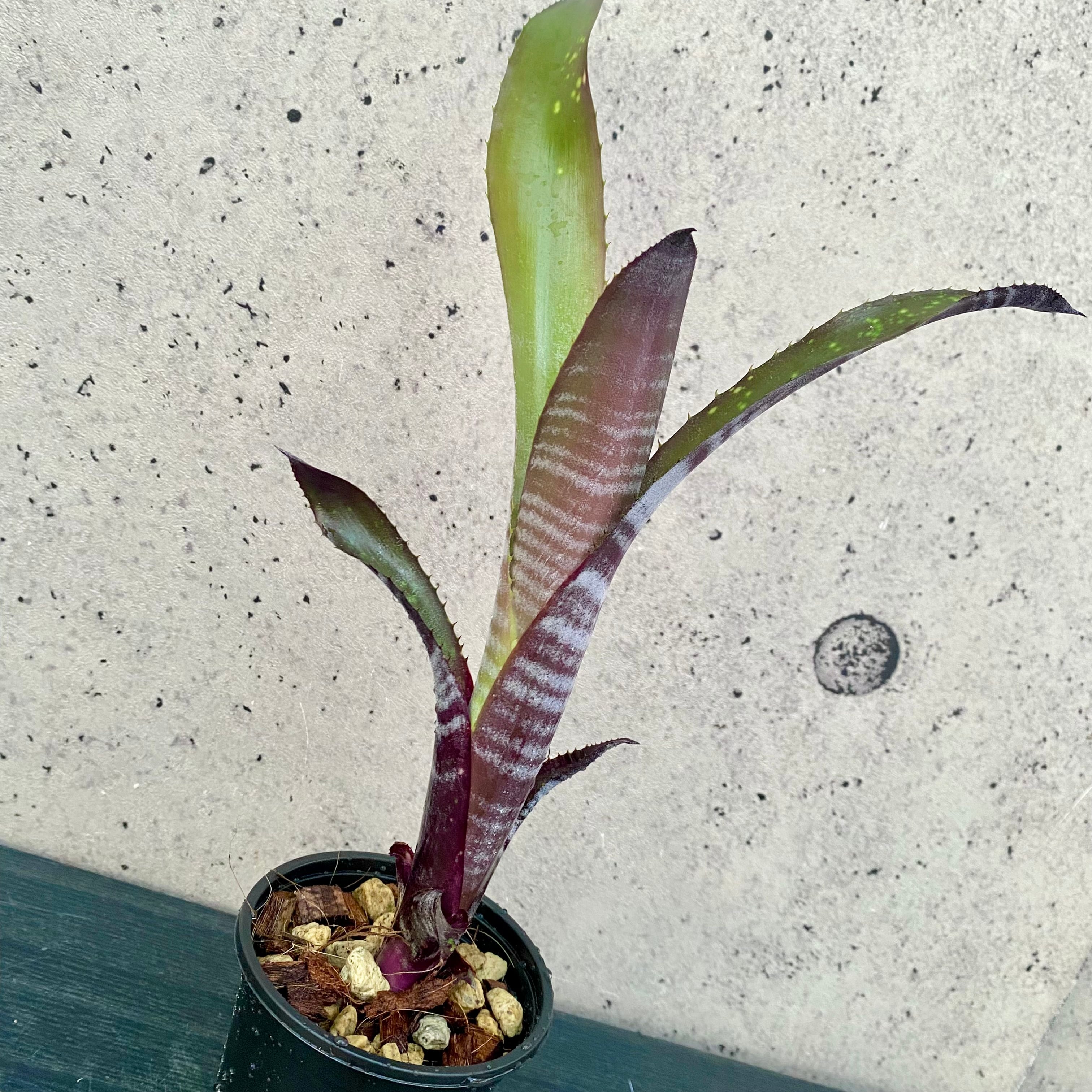 Planet Plants プラネットプランツ