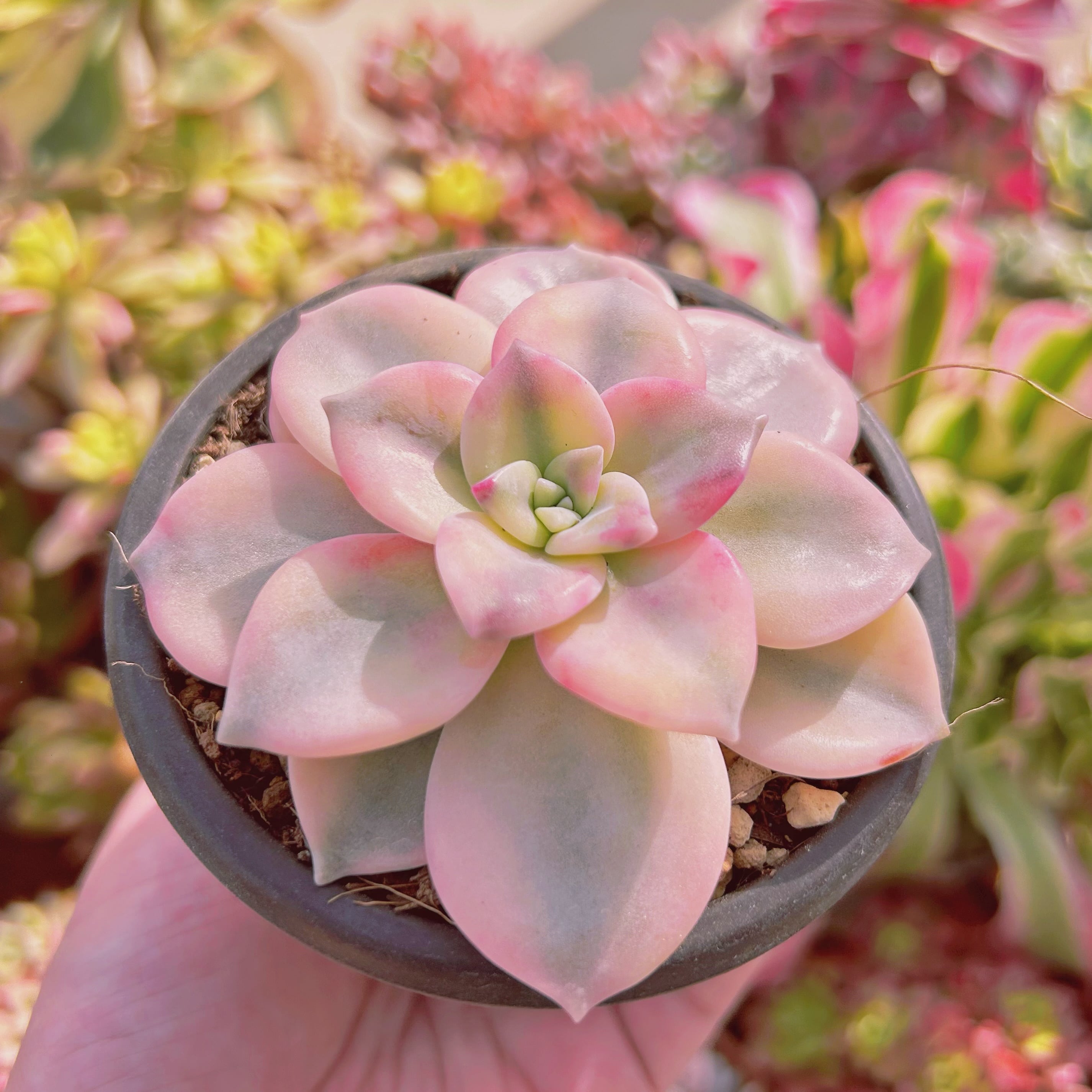 多肉植物　パープルディライト　全て抜き株 多肉植物 パープルディライト錦 新入荷 るる農園 | るる農園