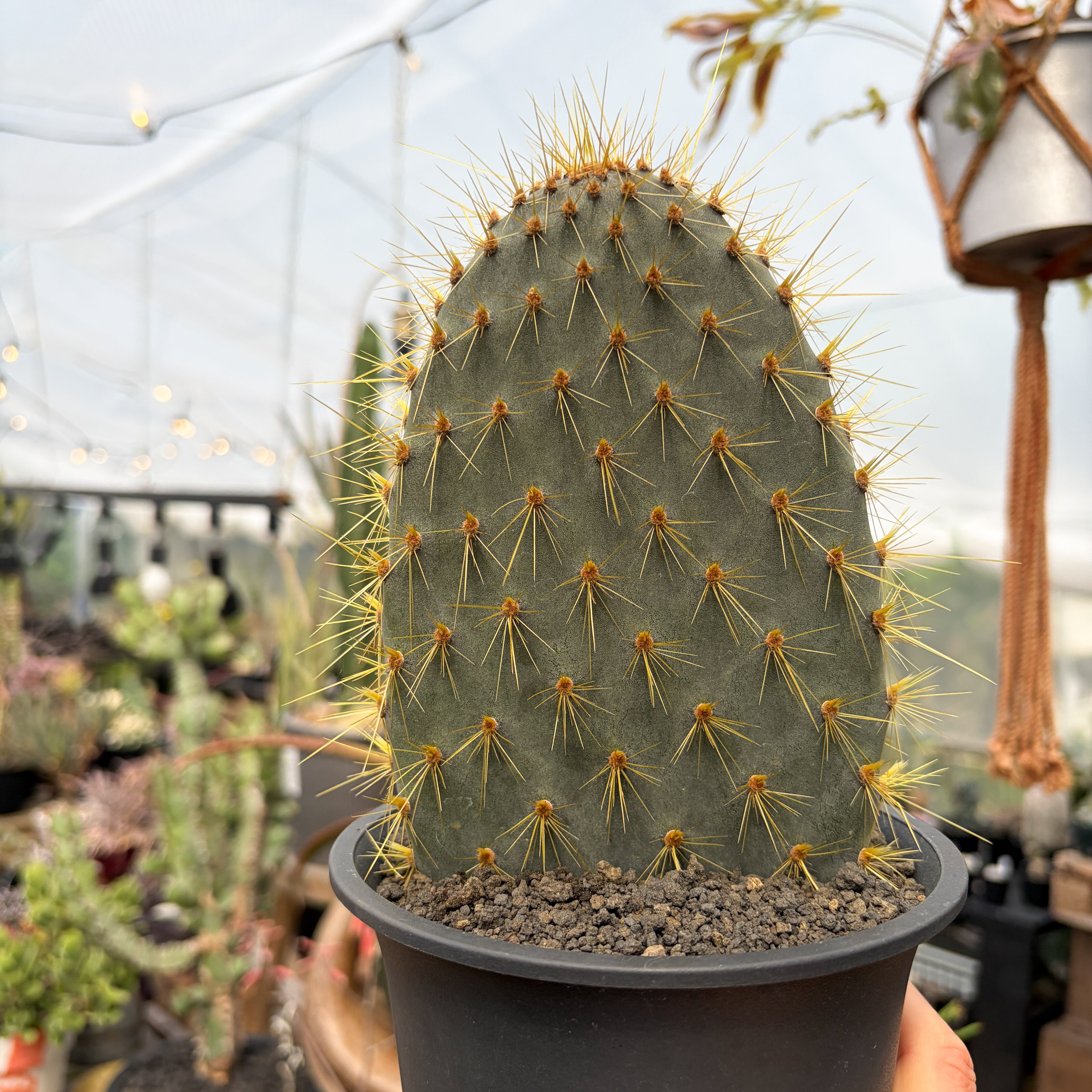 Opuntia galapageia【オプンチア・ガラパゲイア・黄刺】 | RIMO'S
