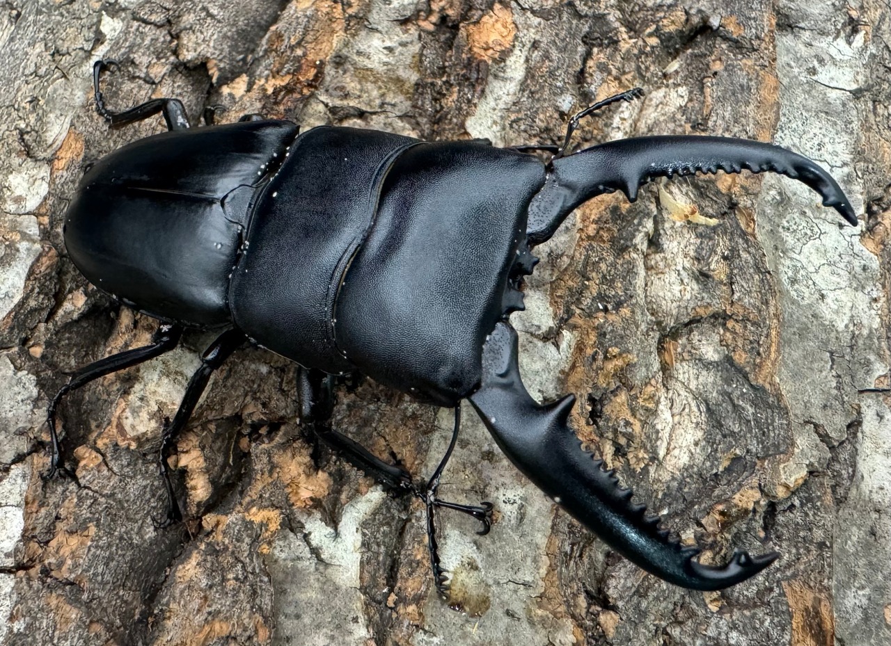 【WD】《パラワンオオヒラタクワガタ 93mm ペア》