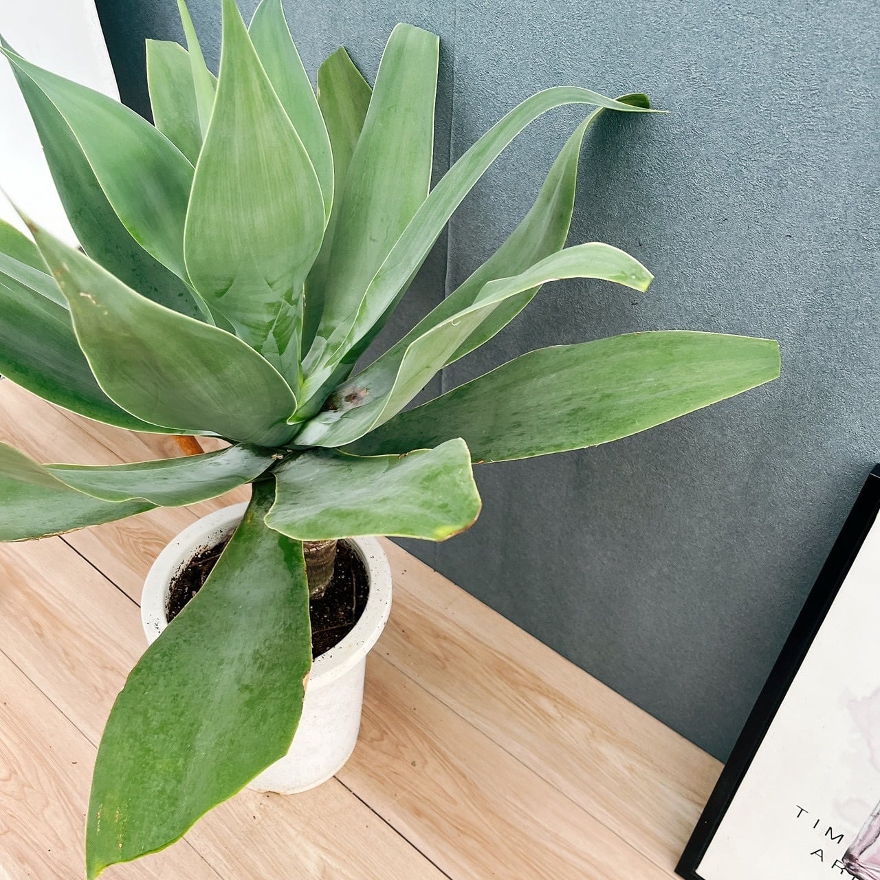 現品］K アガベ アテナータ 8号 観葉植物 大型 綺麗 屋外 多肉植物