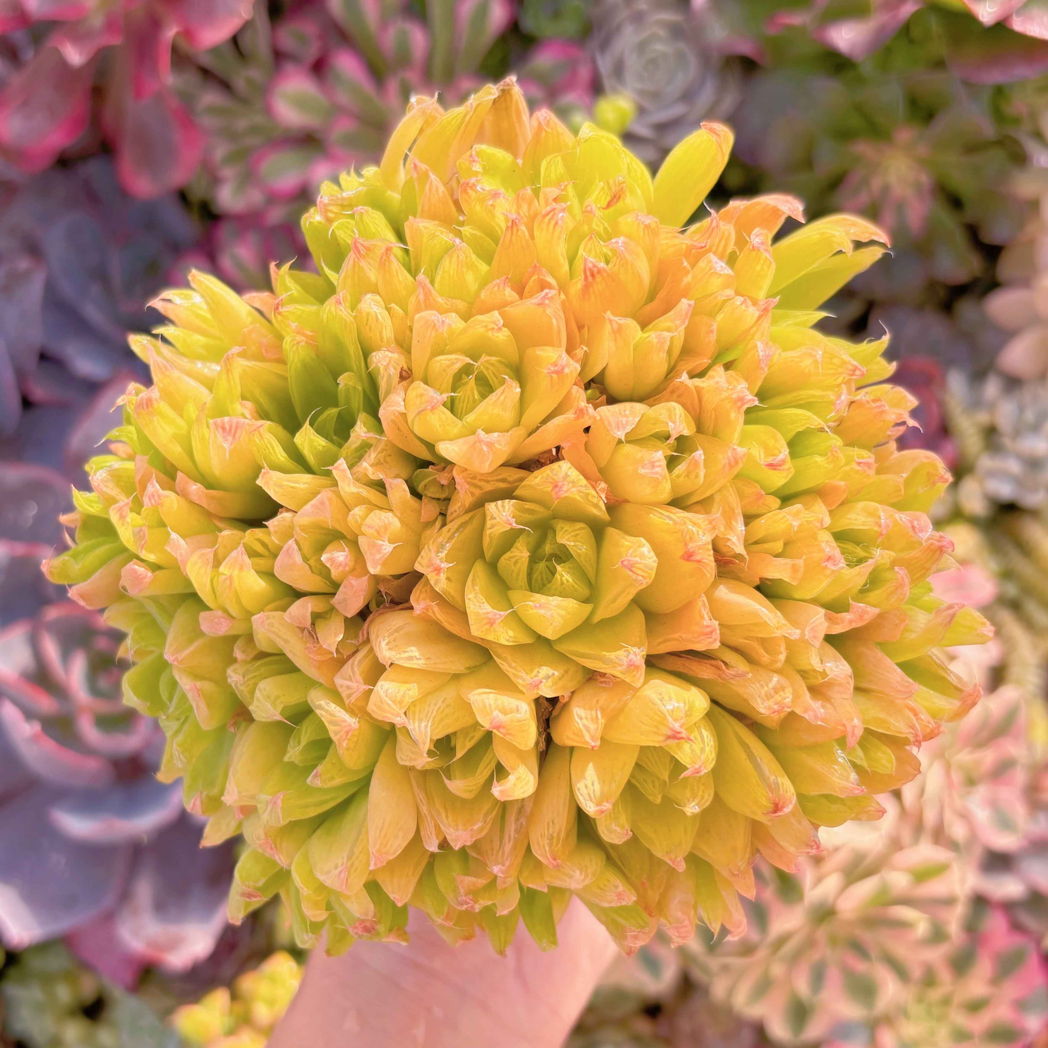 多肉植物　ゴールドマイン　大群生　新入荷　るる農園