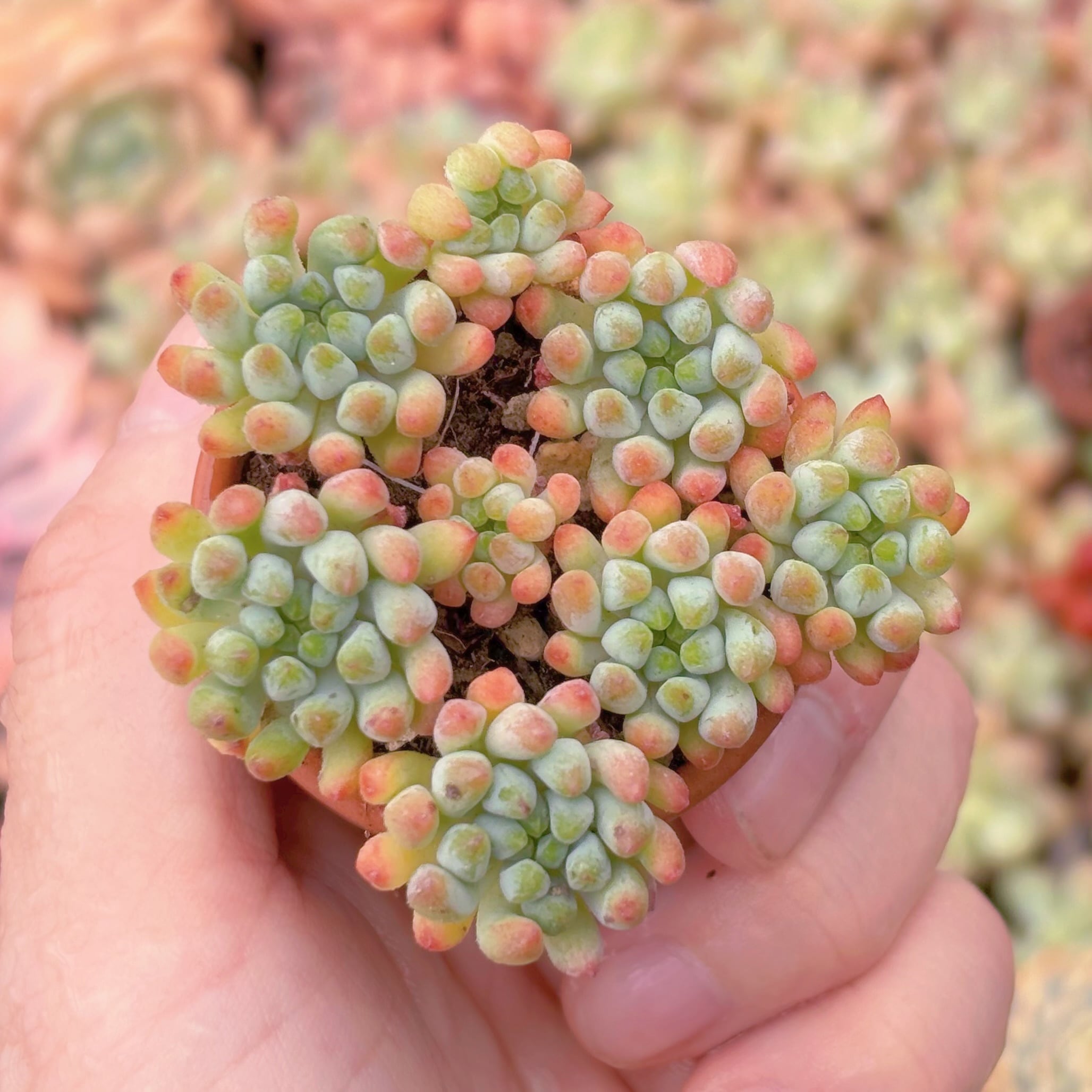 多肉植物　花火　群生　新入荷　るる農園