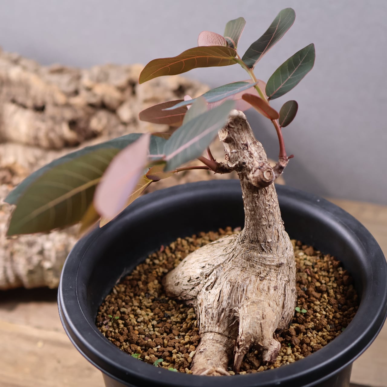 736『フｨランサス ミラビリス』 観葉植物【送料無料】 | MARX PLANTS