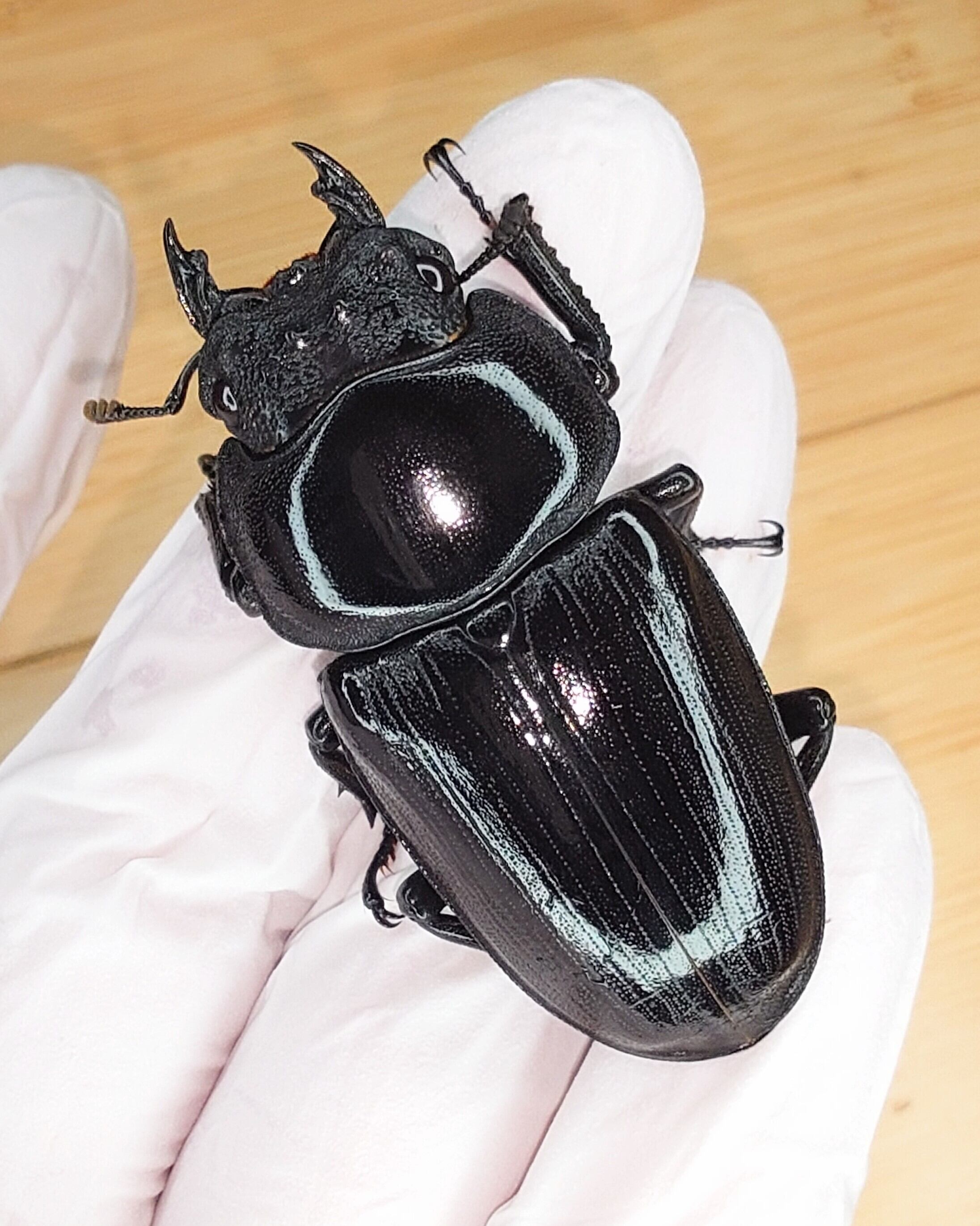 レックスゾウカブト ( アクティオンゾウカブト ) 成虫 ♂(オス