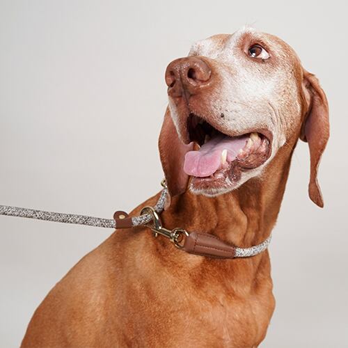 ハンズフリーリード（13mm） / Hands-Free Leash (13mm) | HIGH 5 DOGS