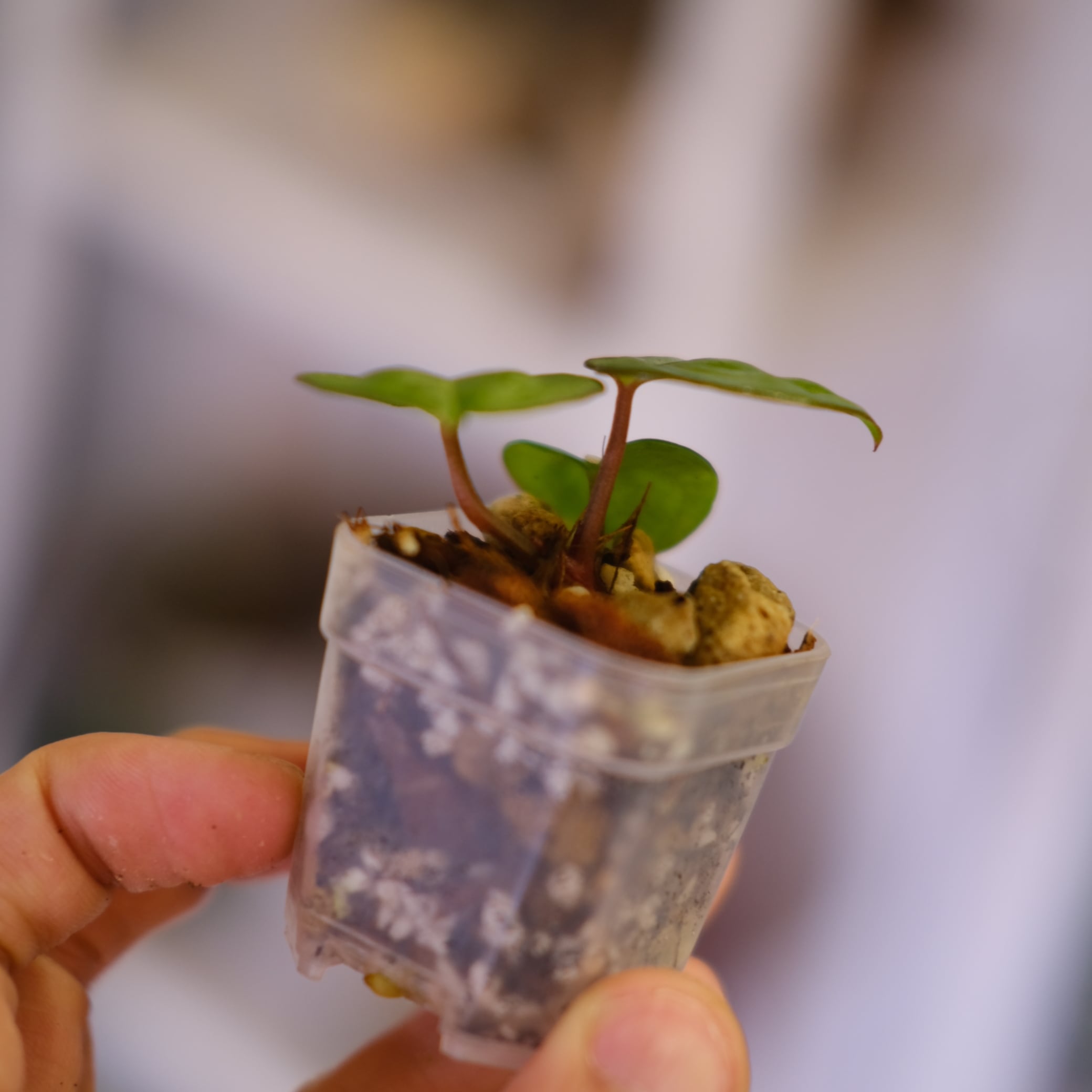 Anthurium Carlablackiae 