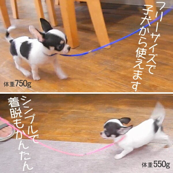 スキップドッグ! プチインリード 犬 首輪 リード 一体型 ショーリード