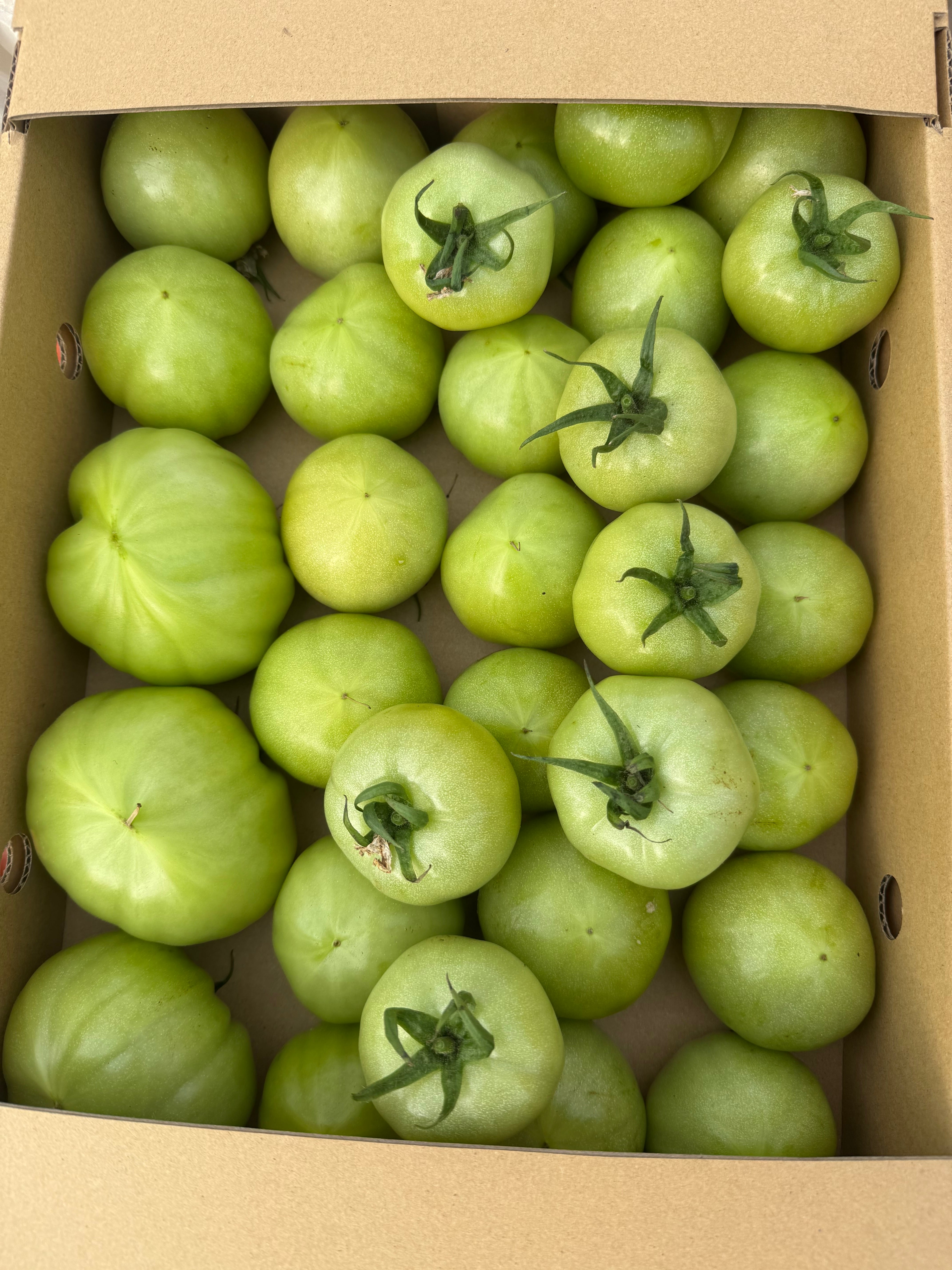 真っ青な少し訳ありトマト4Kg | 西村農園