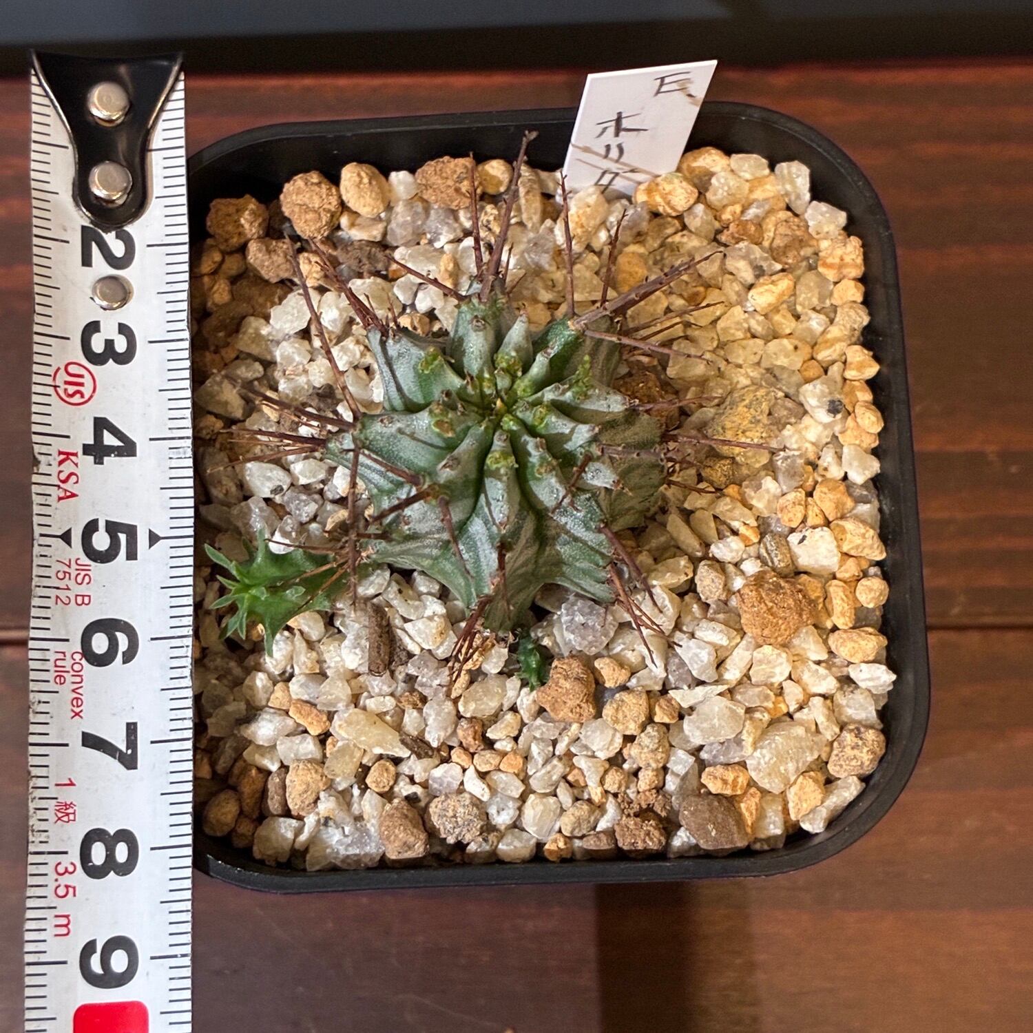 新着3日限定10%OFF】ユーフォルビア ホリダ【1147】 | PROTOLEAF