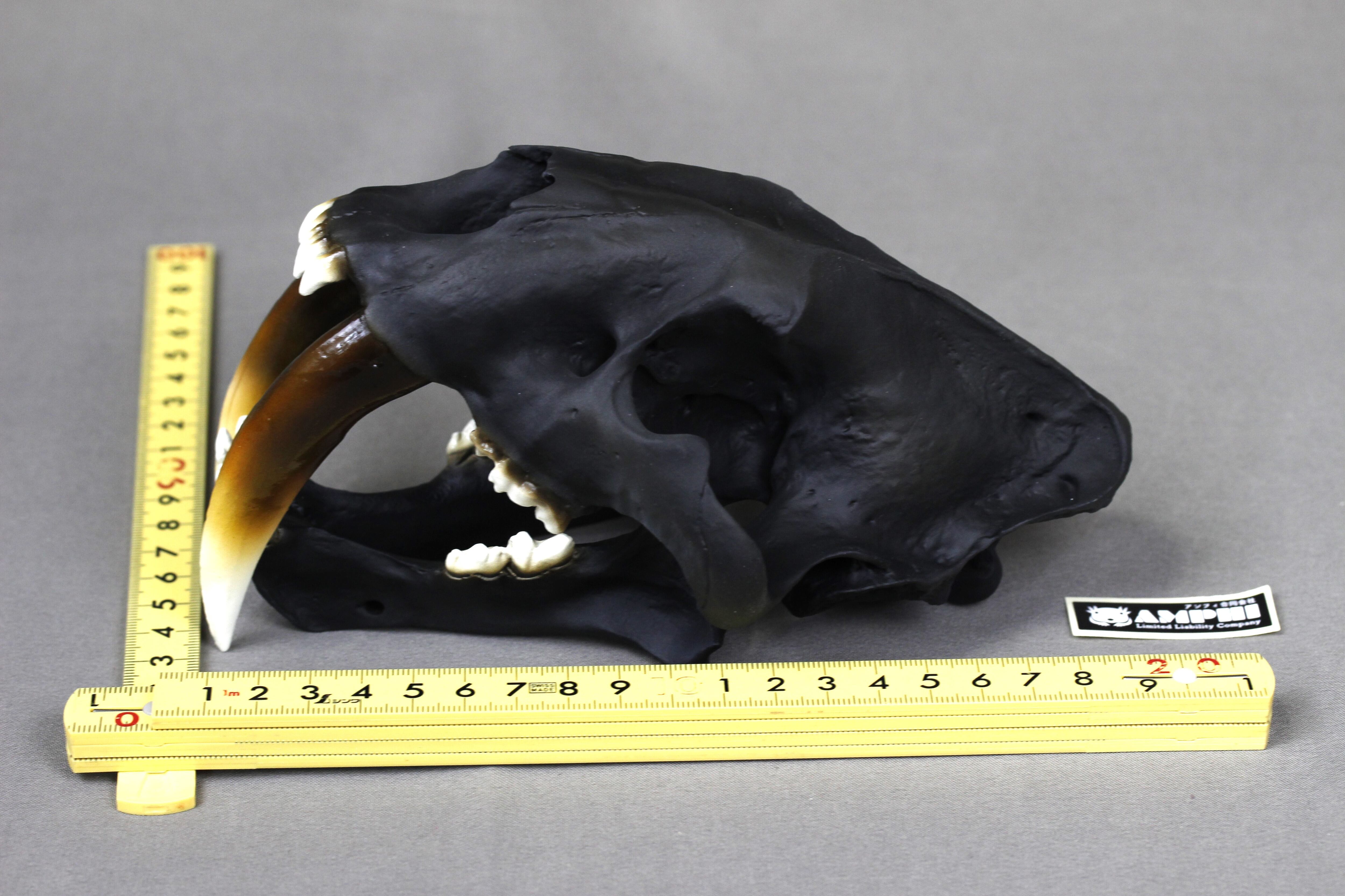 サーベルタイガー 頭骨レプリカ2分の1サイズ【 スミロドン Smilodon