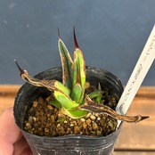 アガベ ニッケルシー 選抜メリクロン株【799】