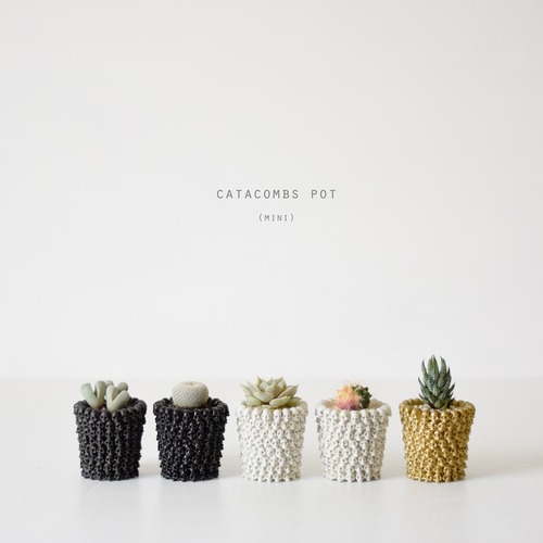 mini catacombs pot  （植物）