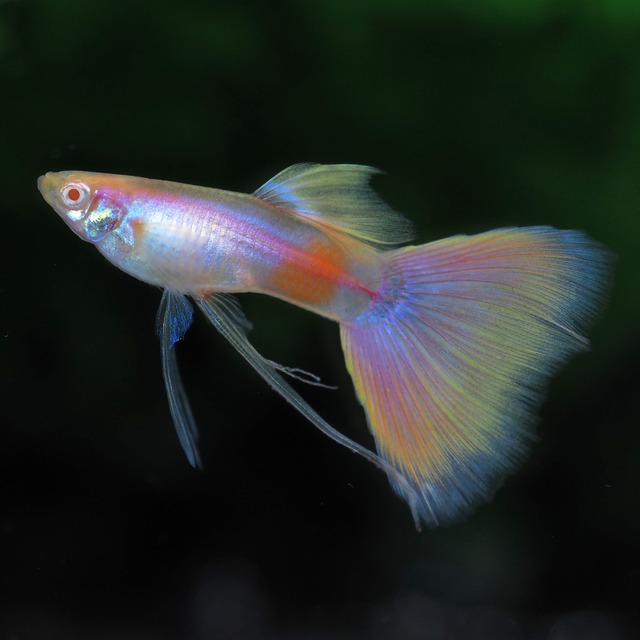 RREAモスコーピンクリボン 若魚1カルテット＋おまけ1ペア＋リボンオス1匹