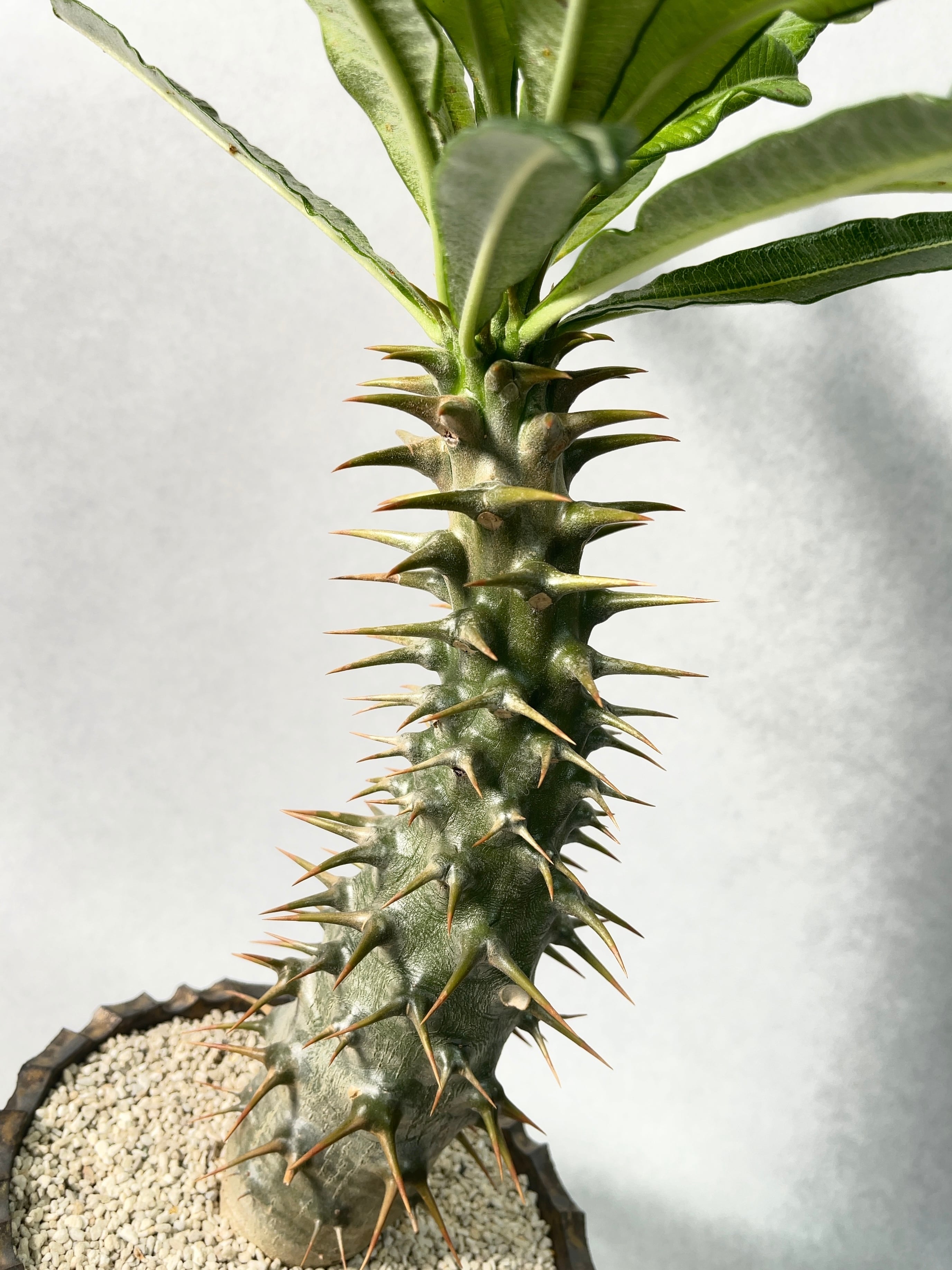 国内実生3年株 パキポディウム アンボンゲンセ ambongense ②