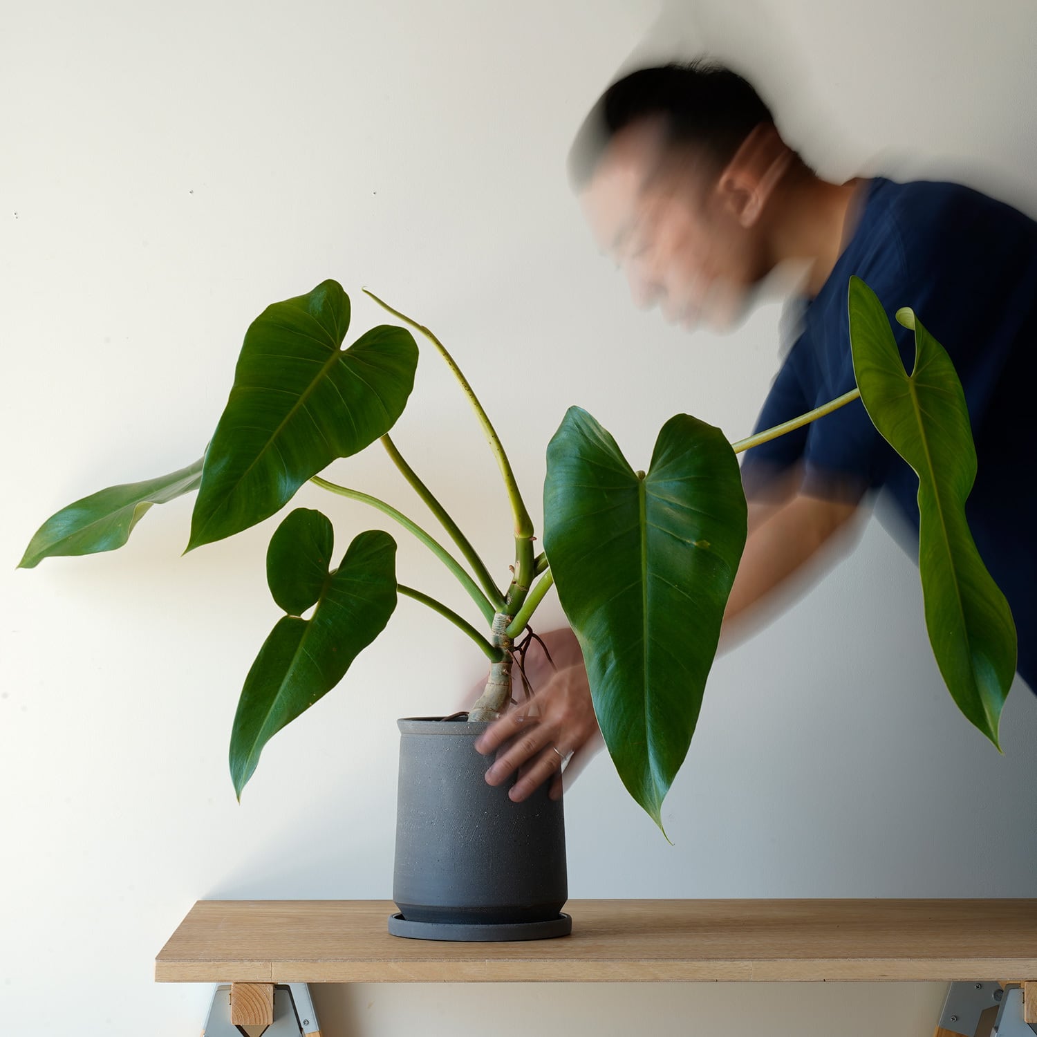 その他観葉植物 anan AYANAS（アヤナス）｜観葉植物のセレクトショップ・通販