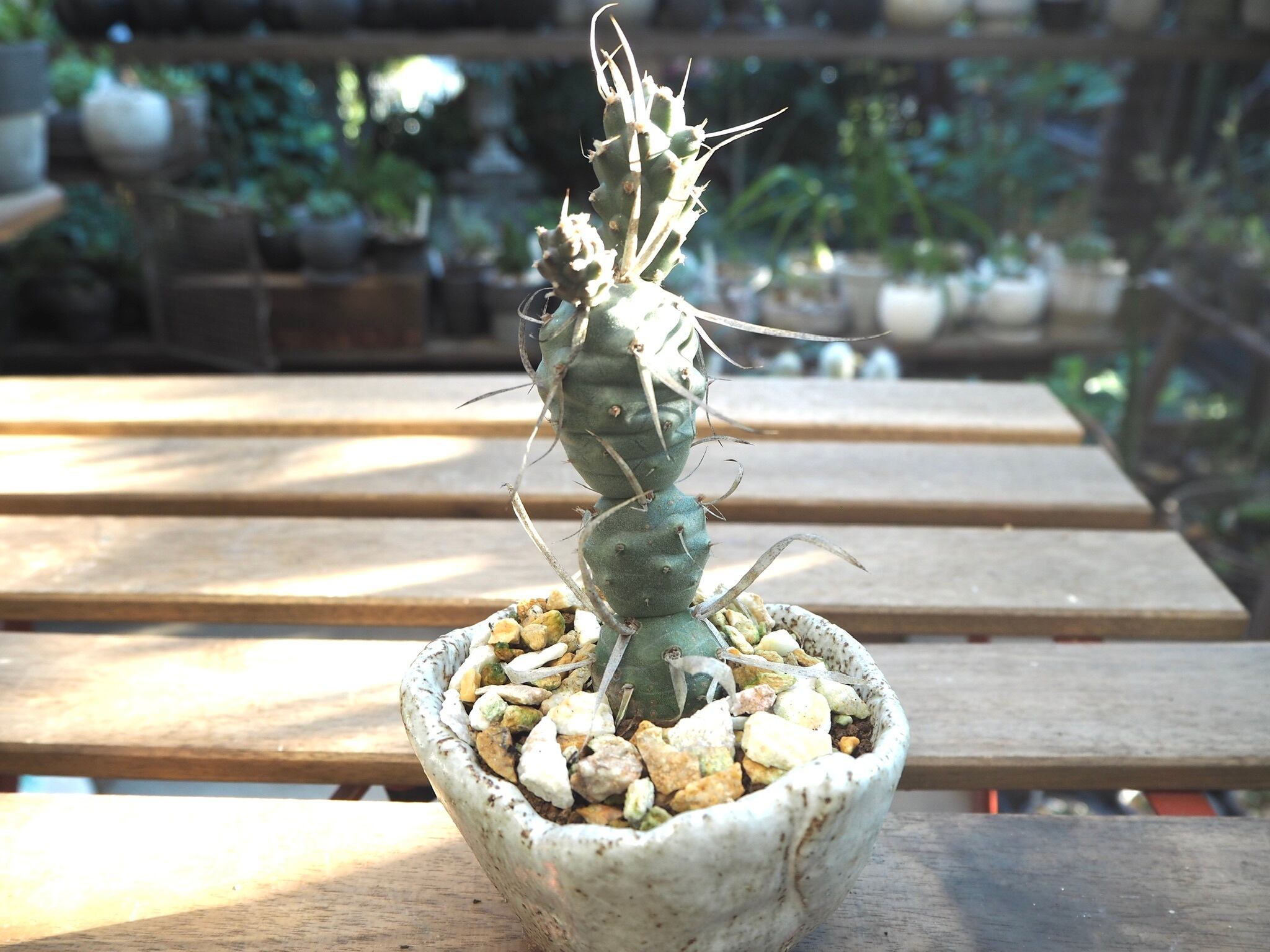 ☆多肉植物☆サボテン☆テフロカクタス【Tephrocactus