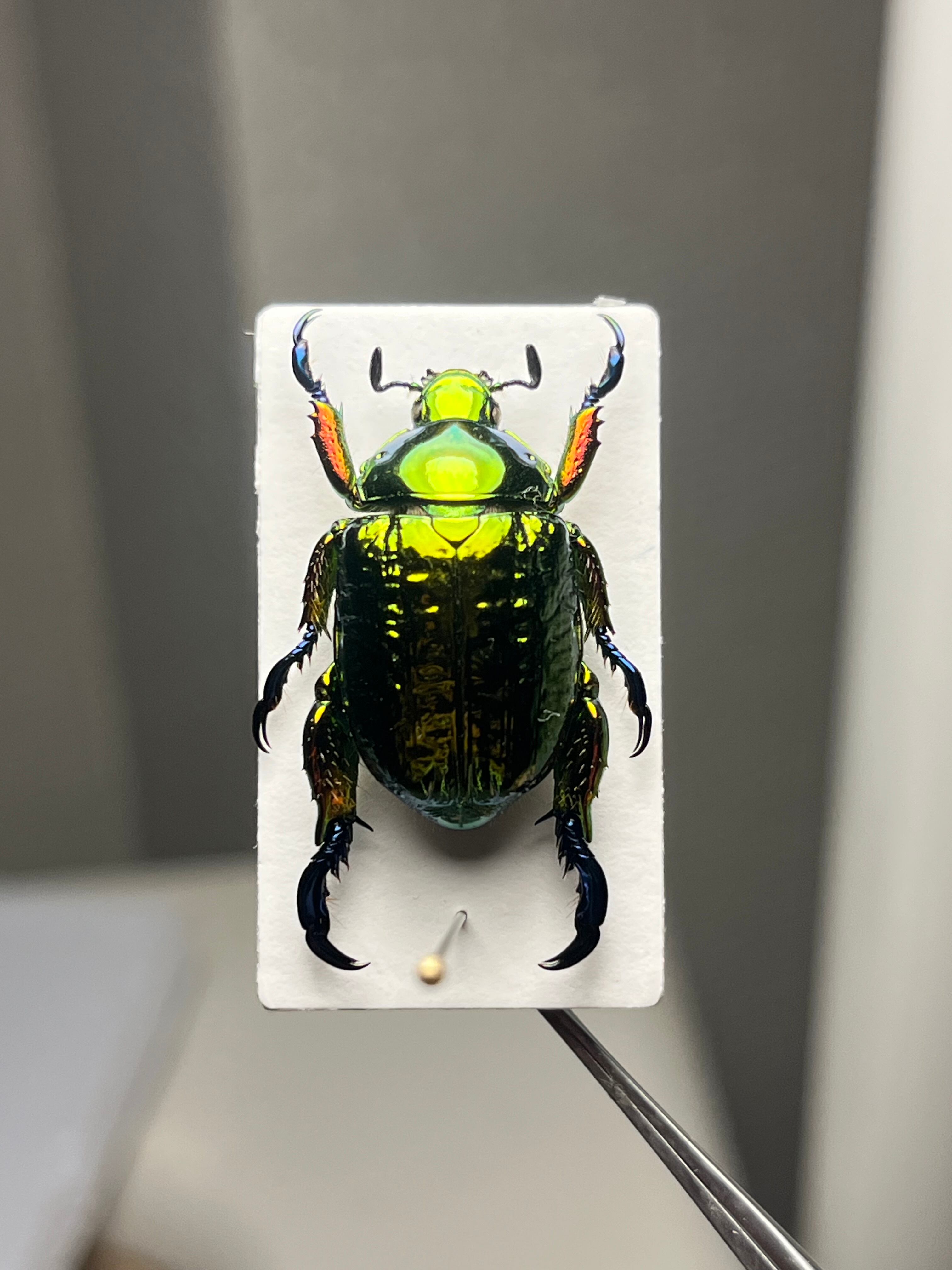 属内最高峰】Pelidnota cyanitarsis 標本 コガネムシ プラチナコガネ