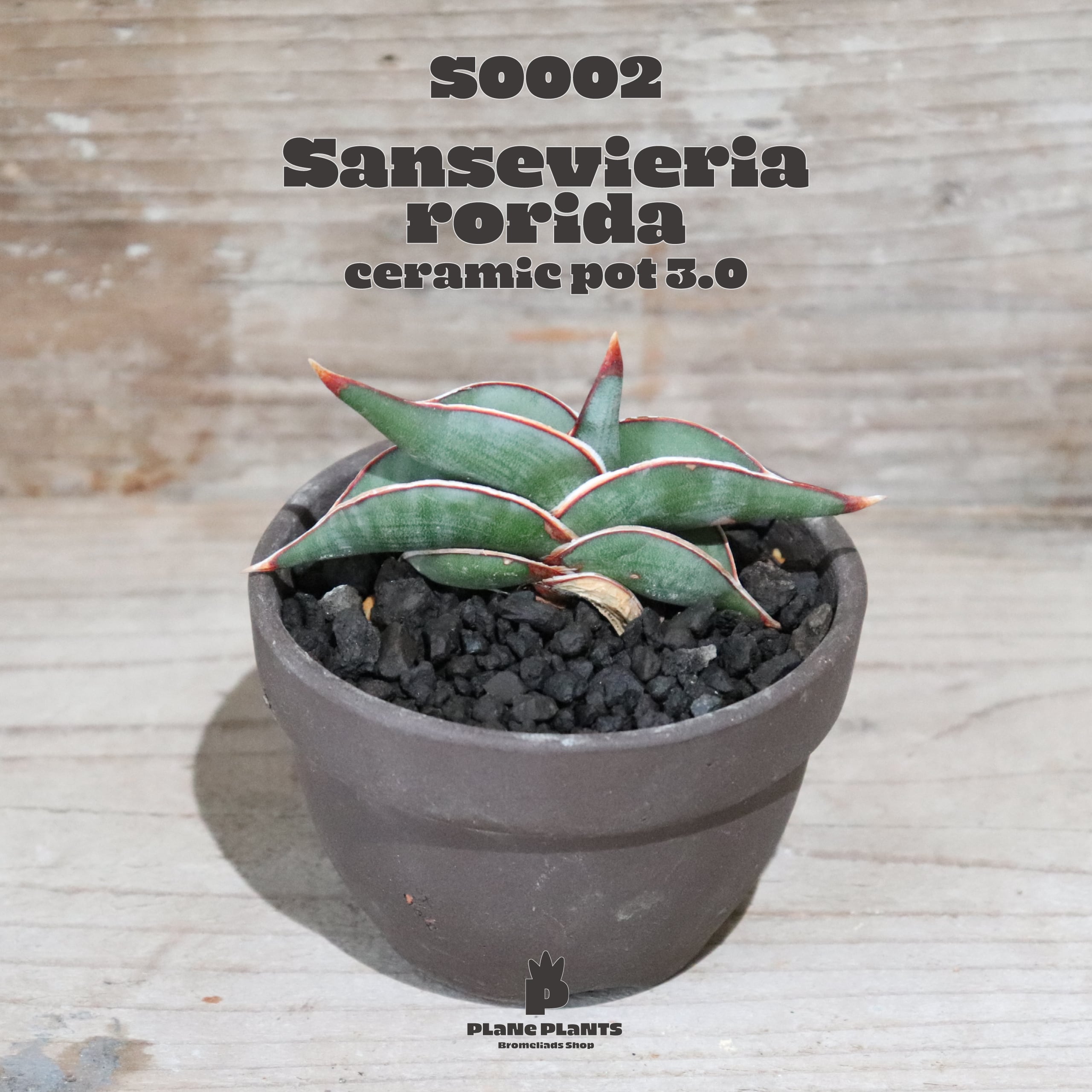 【送料無料】Sansevieria rorida ロリダ〔サンスベリア〕現品発送S0002 | plane plants powered by BASE