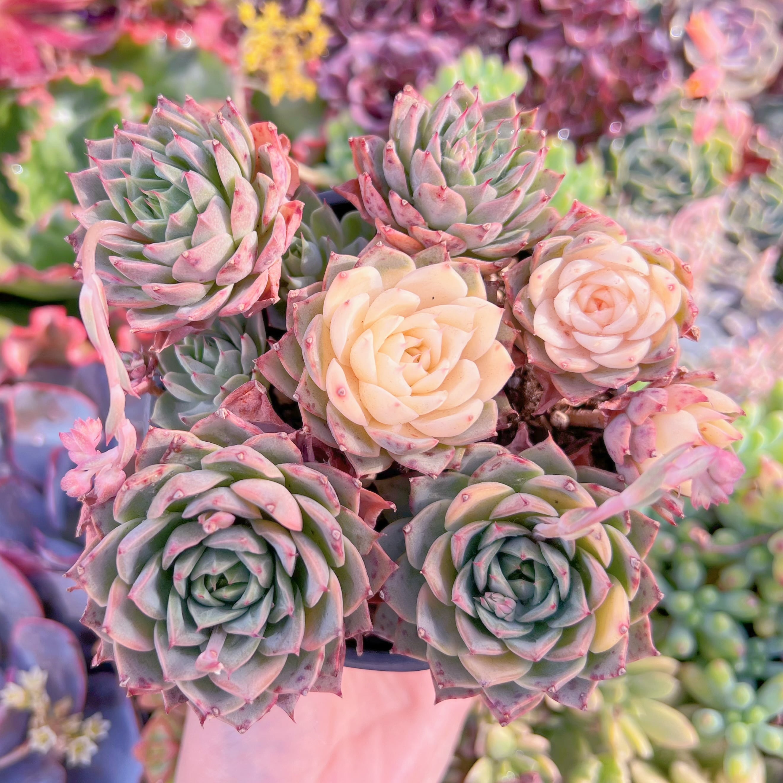 現品　リンゼアナ錦#M145　大群生　新入荷　るる農園