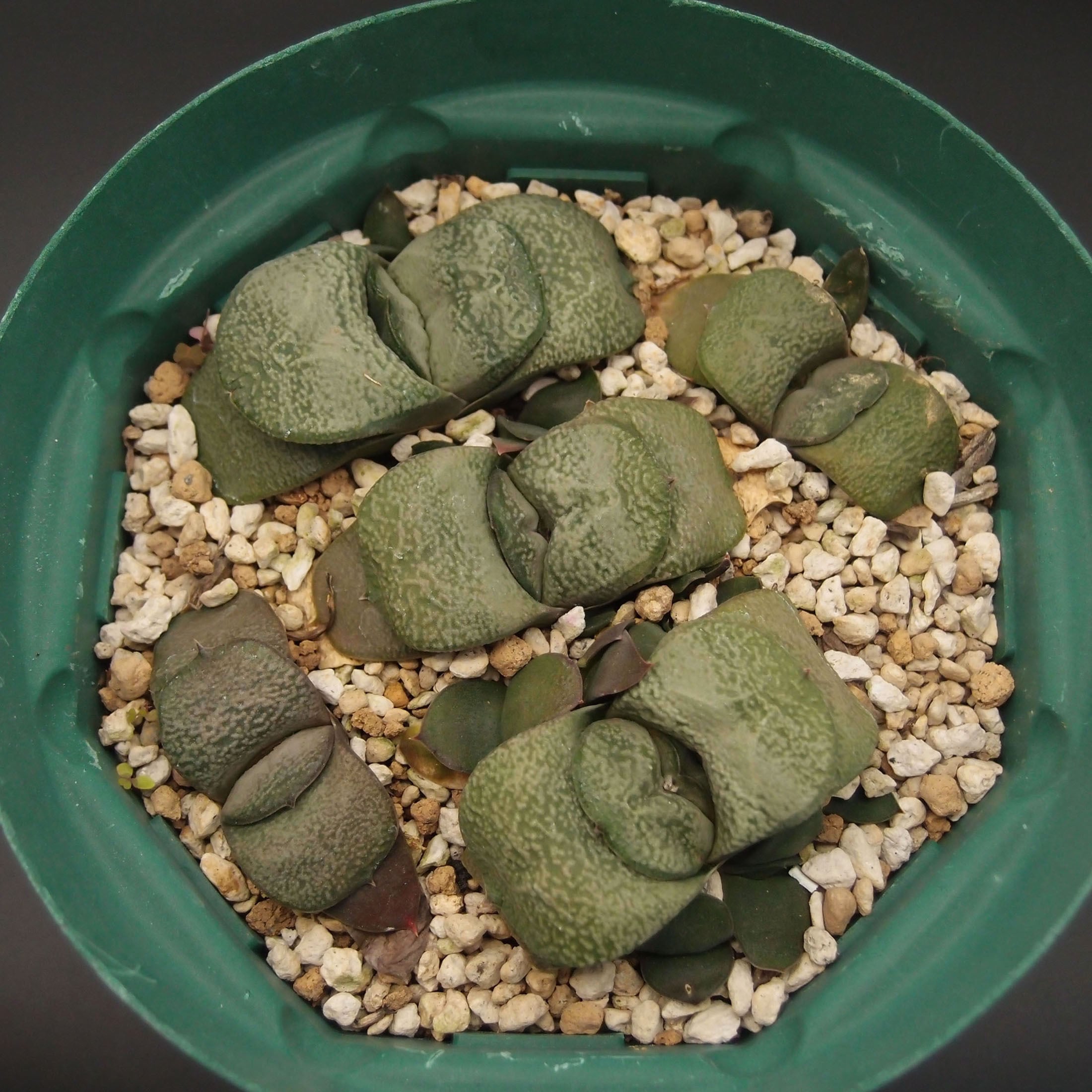 ガステリア属 | 万緑 BAN RYOKU