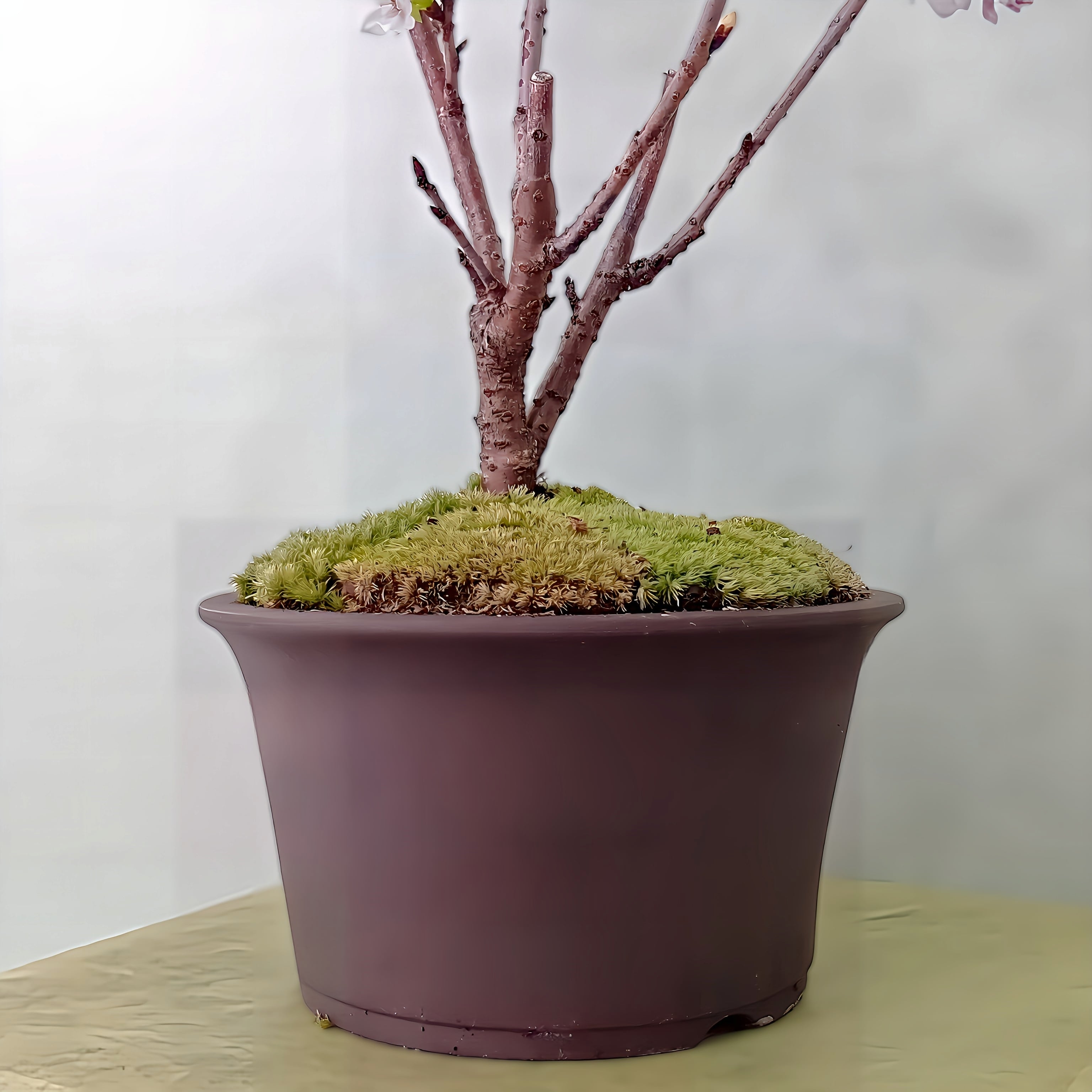 瀬戸焼盆栽鉢 日本製プランター SORIGATA PLANTER エクステリア 鉢