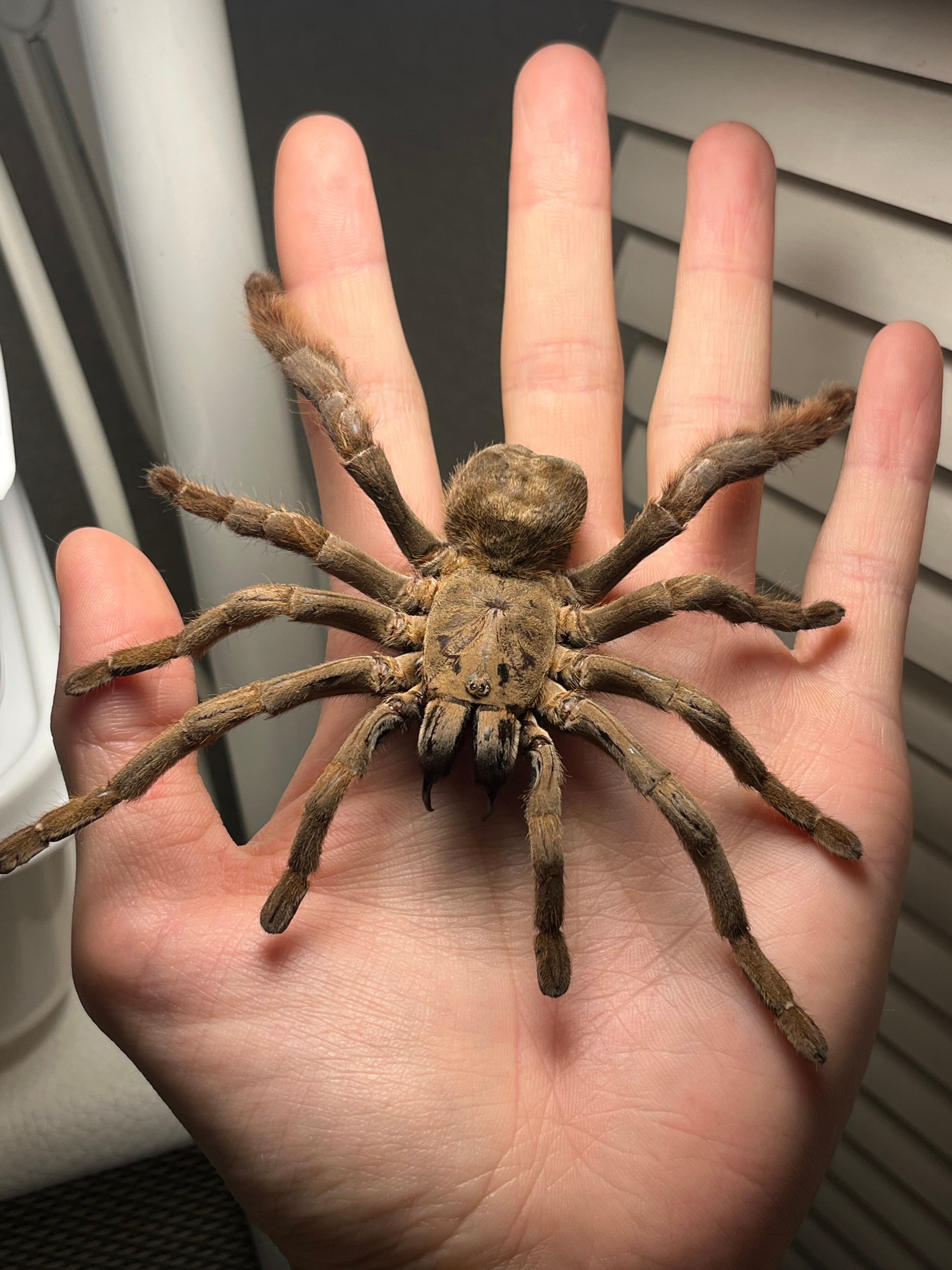 標本】ベトナムスタウトレッグアースタイガータランチュラ LS14cm程