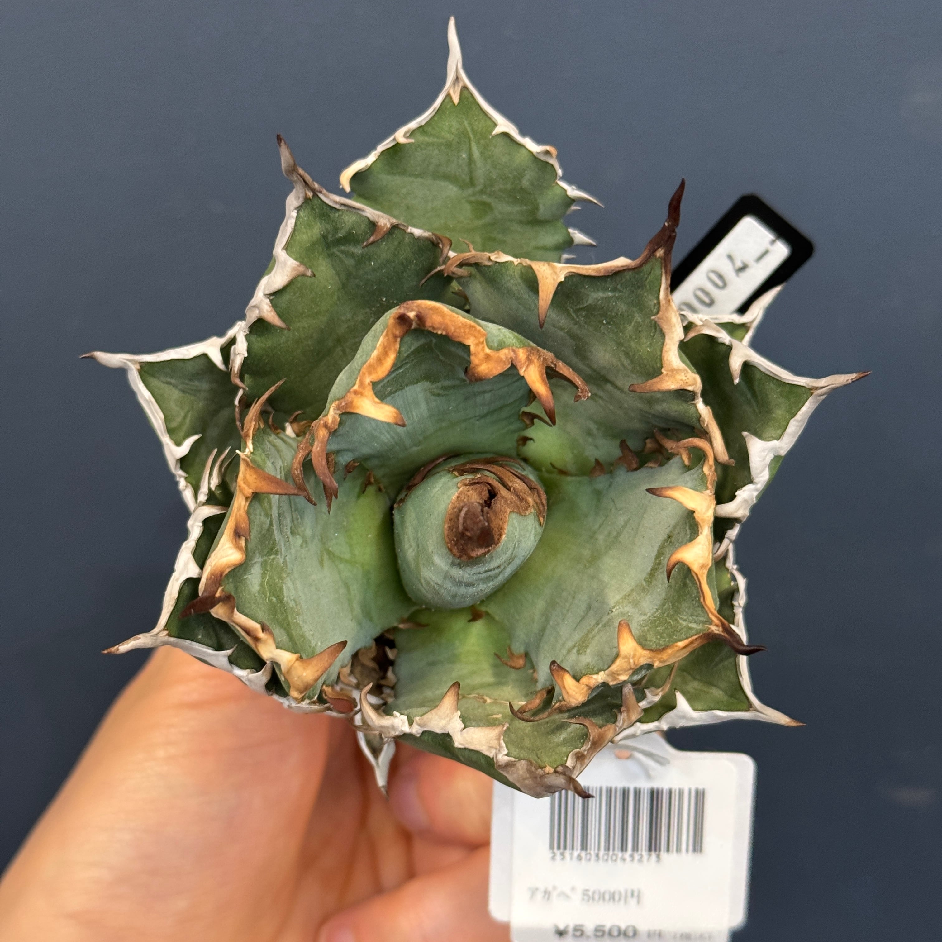 アガベ チタノタ レッドヴェノム(レッドベノム)【501】 | PROTOLEAF