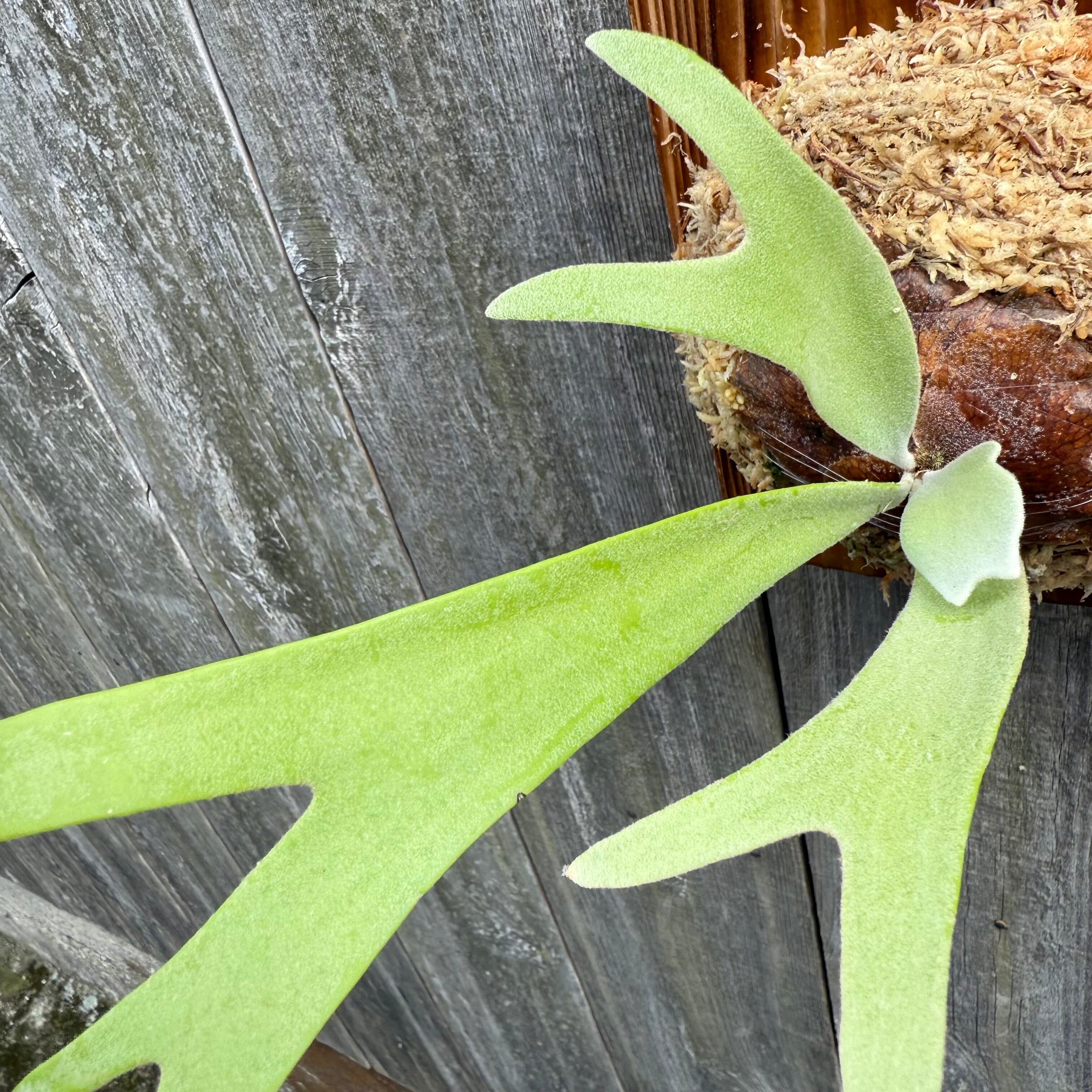 P. willinckii cv. Aplus special (pup) | naturefix