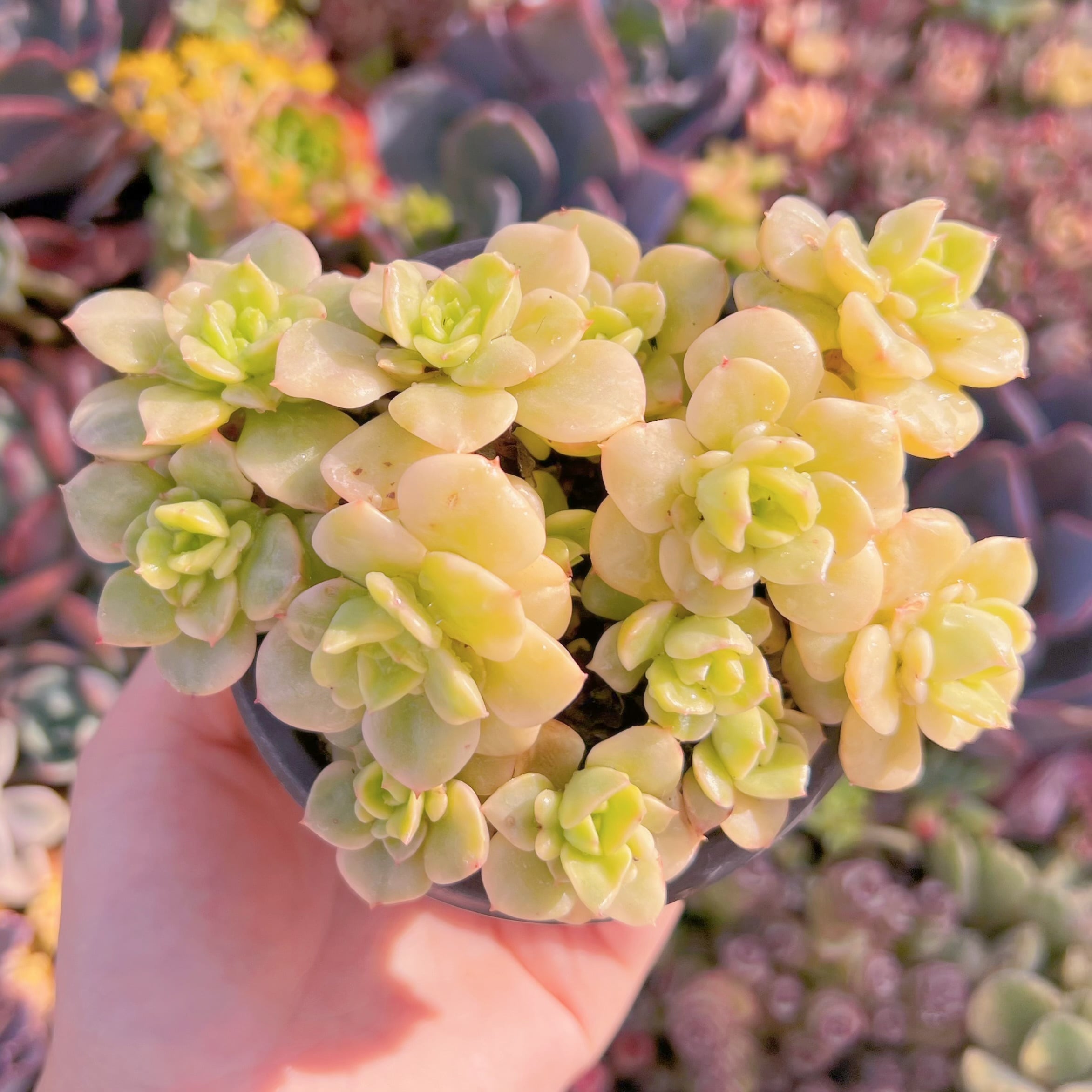 現品　ヌダ錦#611　古株　るる農園