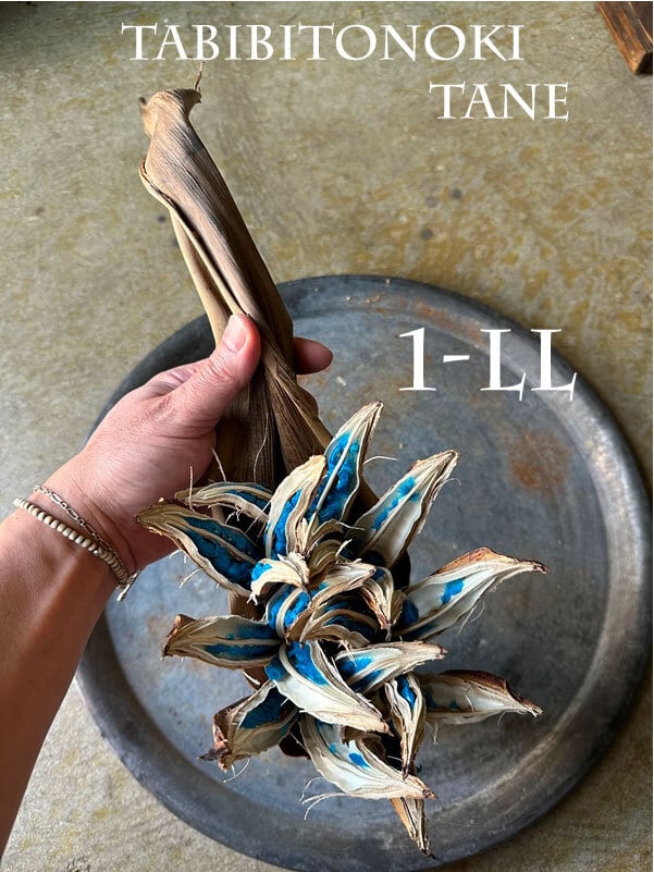 TABIBITONOKI NO TANE (旅人の木の種 葉付) ドライ Mサイズ