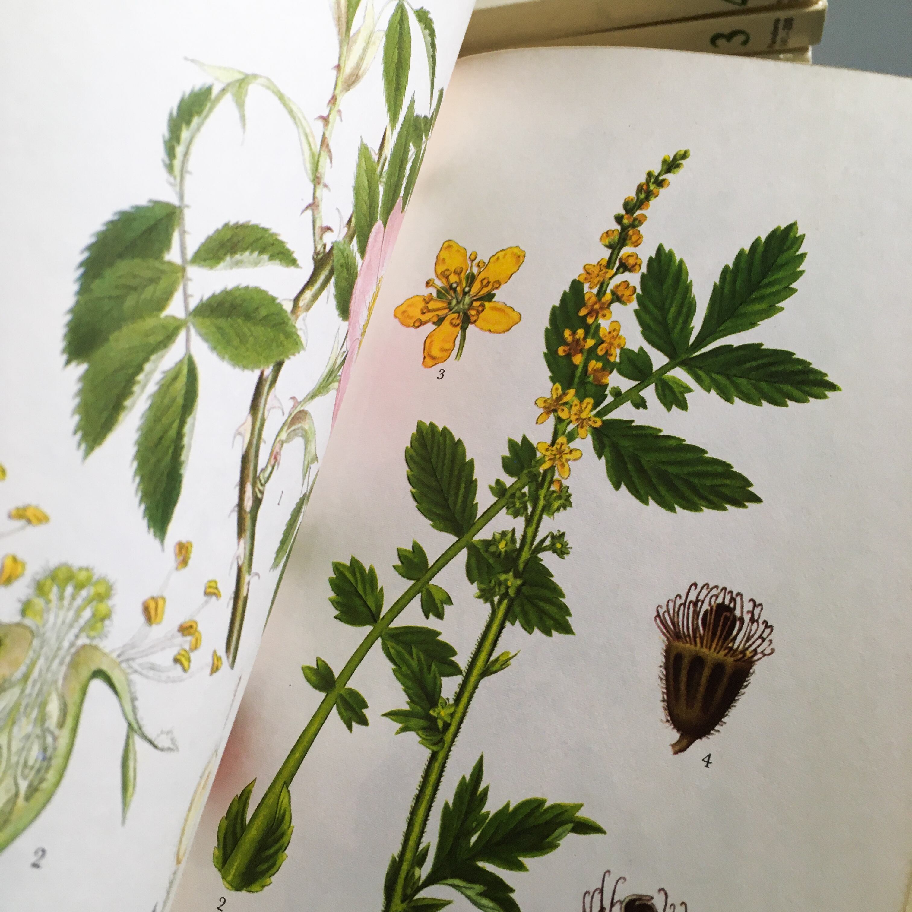 スウェーデン 植物 図鑑 洋書 ボタニカル Nordens Flora 全10巻 Meisaku 洋書 Watanegypt Tv